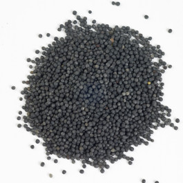 osr13_oilseed_rape_13kg_1