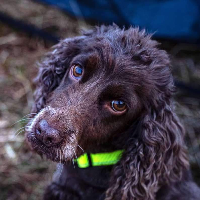 LP-Hiking-NeonCollar-11