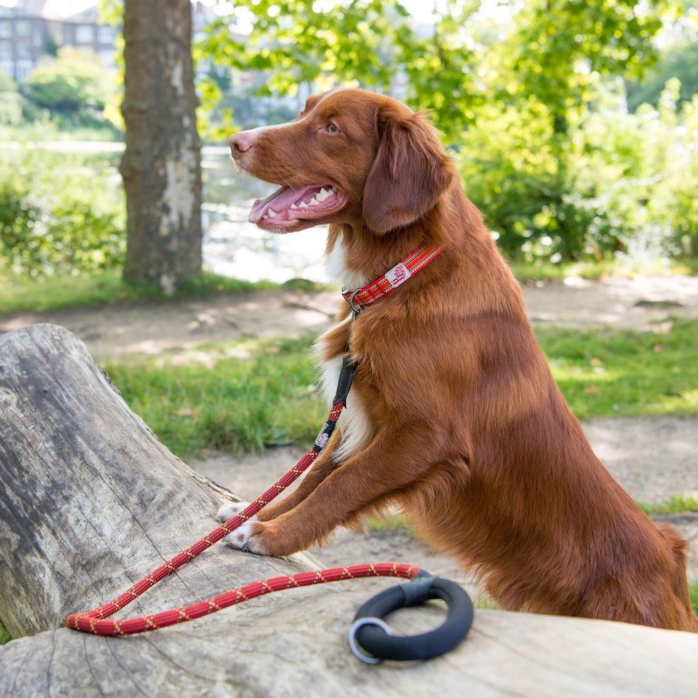 LongPawsComfortCollection-OrangeCollar_Lead_Toller_1copy
