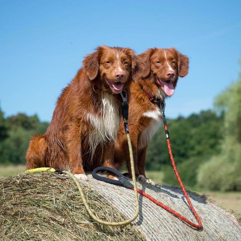 LongPawsComfortCollection-Orange_GreeenCollar_Leash_Tollers