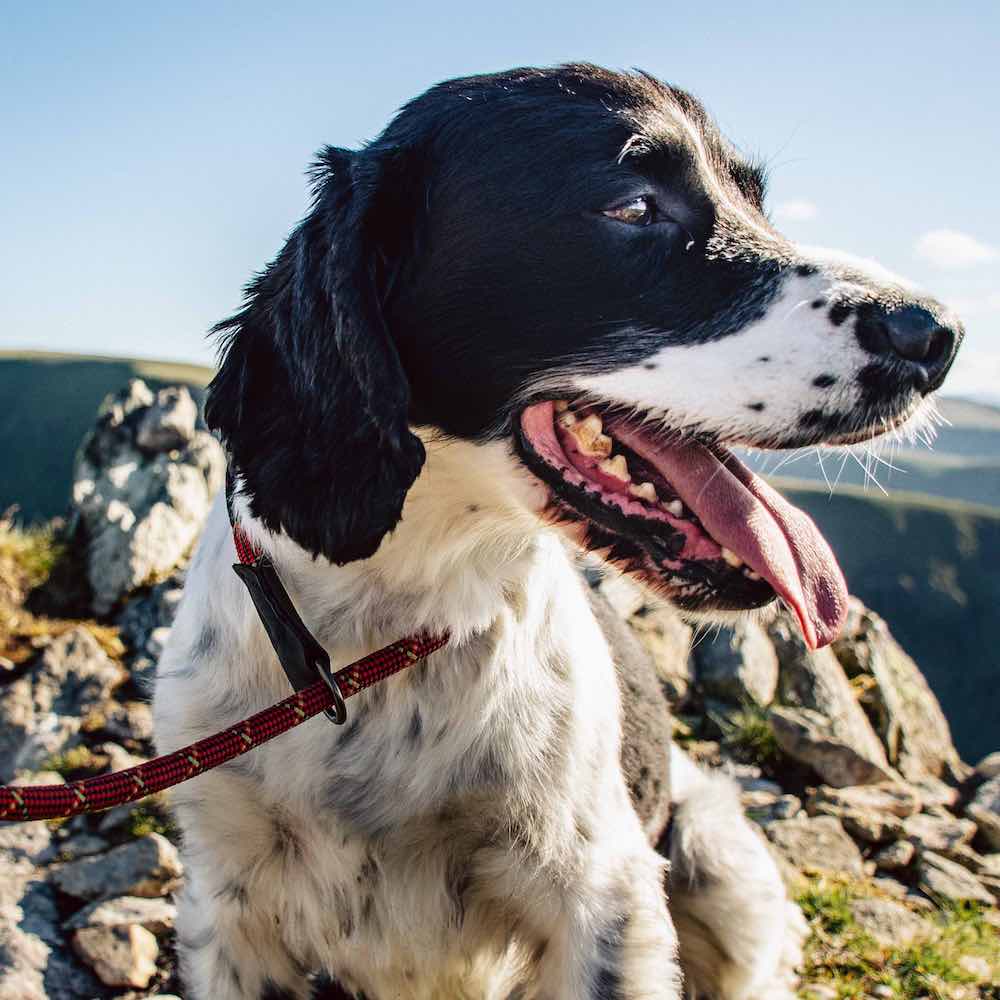 LongPawsComfortSlipLead-Orange5