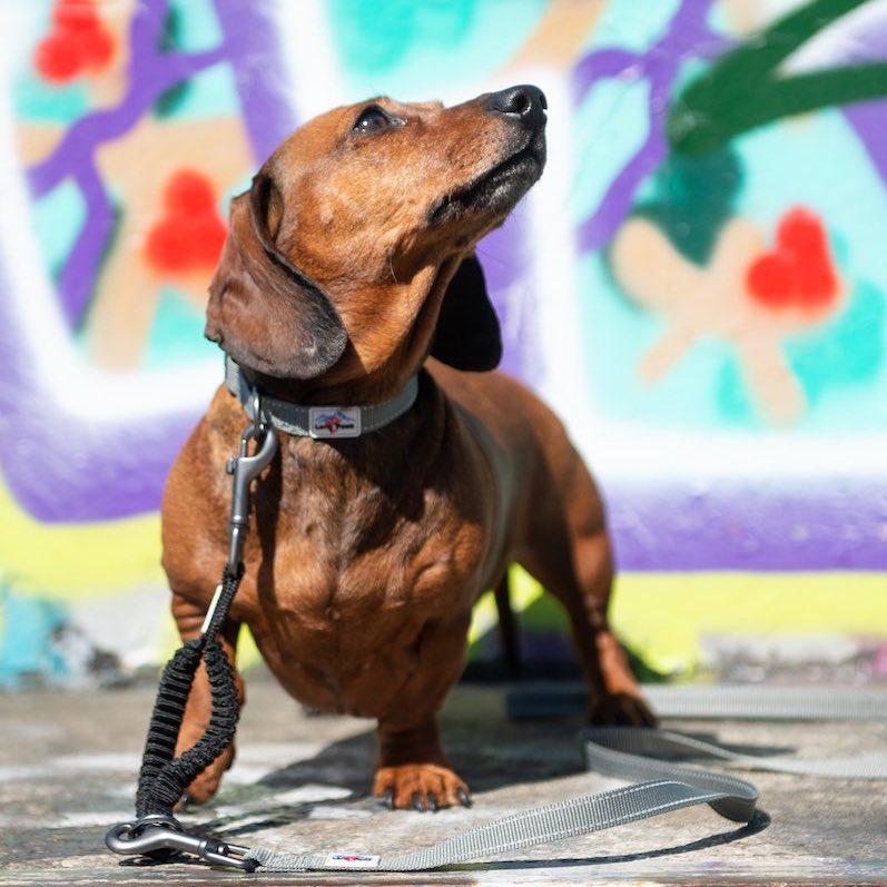 LongPawsUrbanTrek-Grey_Extender-Dachshund_DSC1438copy