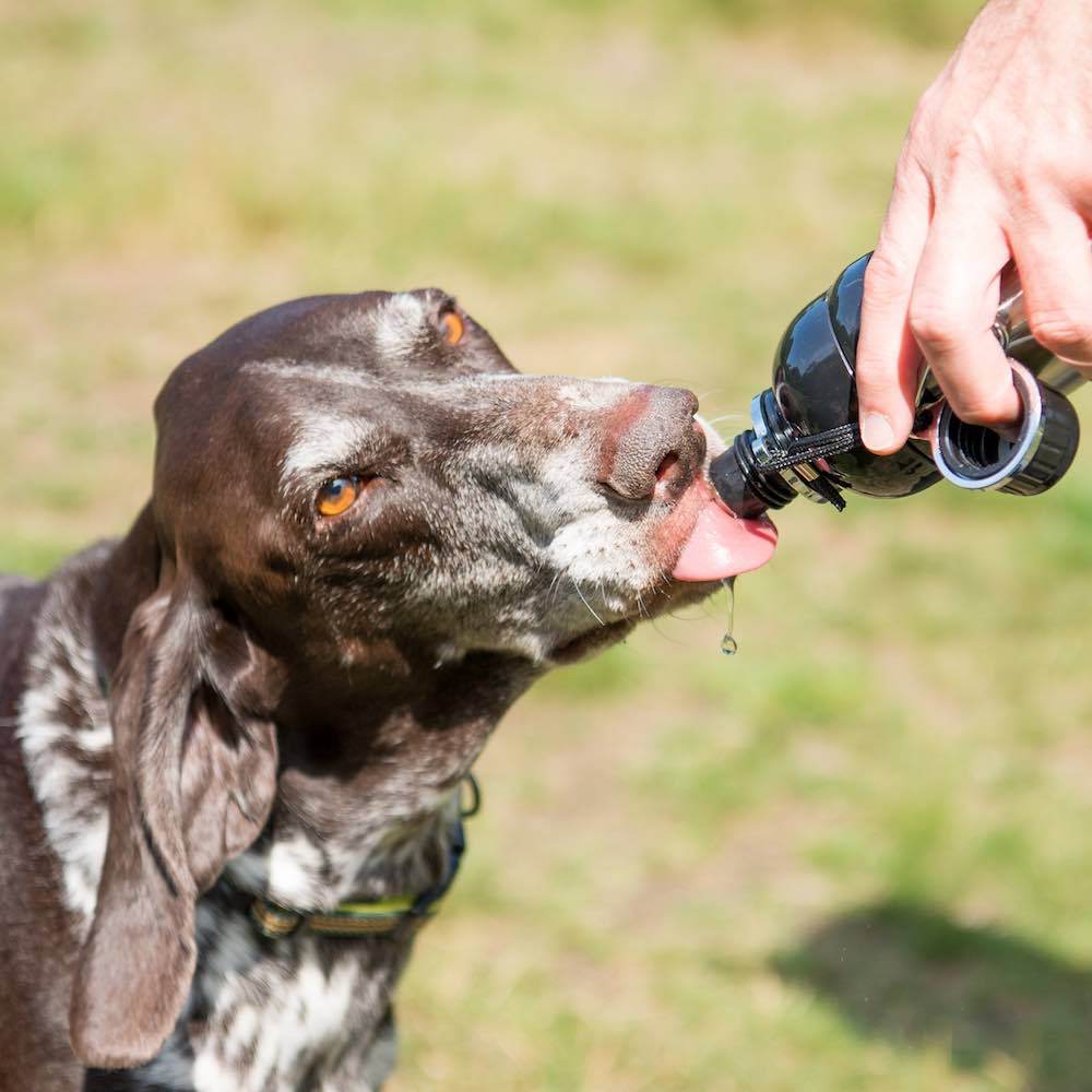Long_Paws_Pet_Water_Bottle_Pointer