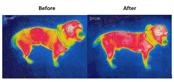 Bucas-Therapy-Dog-Coat-300-3-3895-p