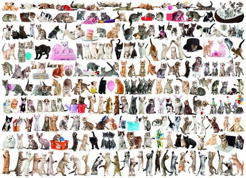 world-of-cats-1000-pieces-50960-p