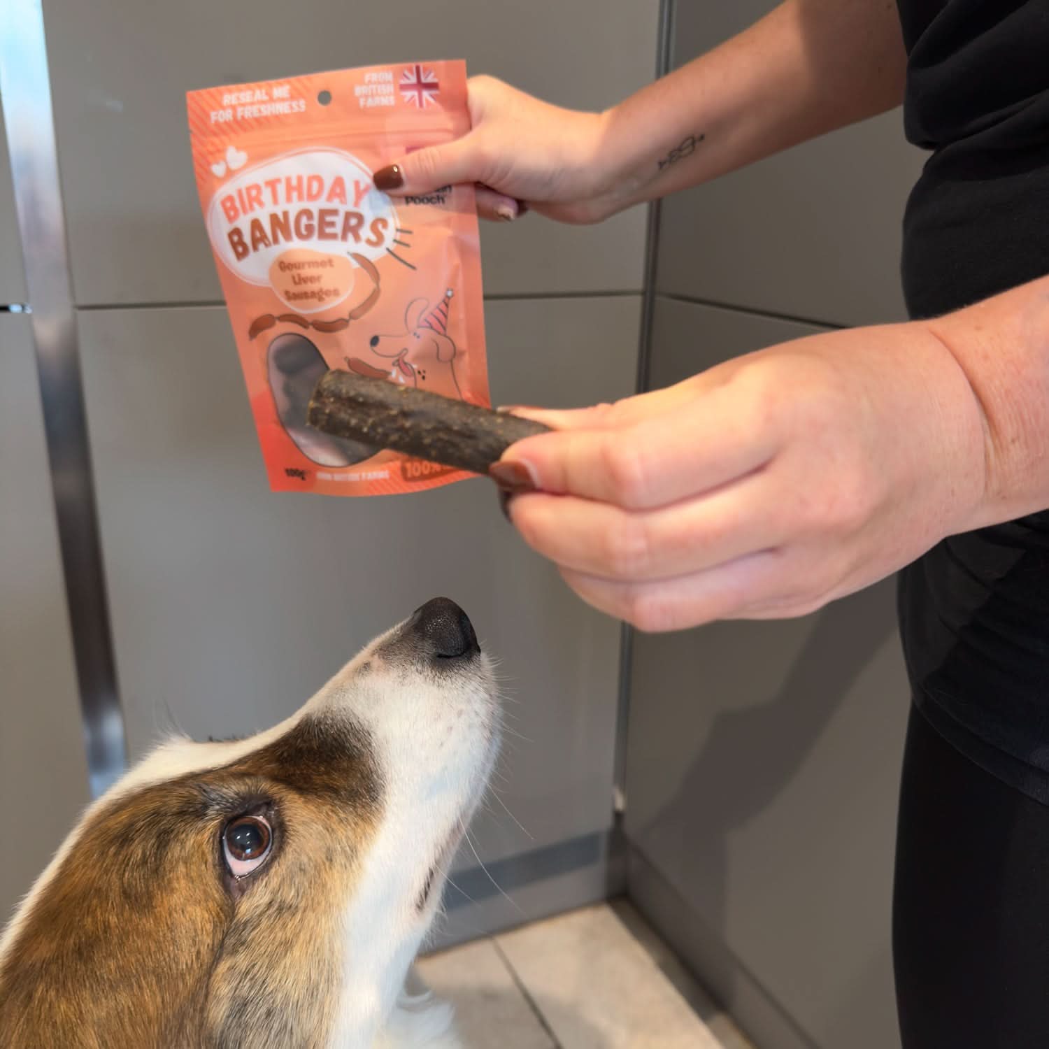 RINGO-LIVER-SAUSAGE-TREATS