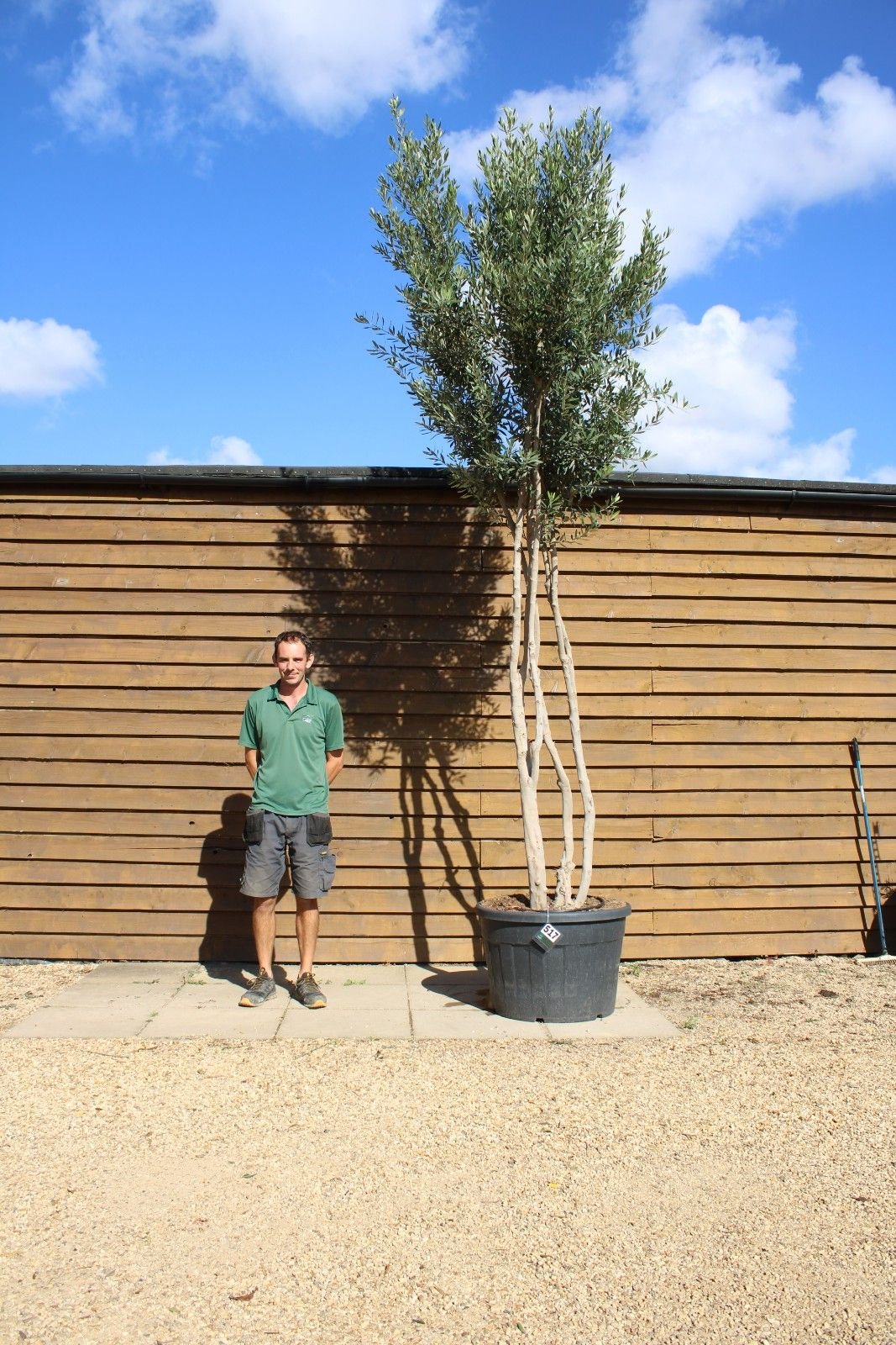 Tall-Multi-Trunk-Olive-Tree-517-1