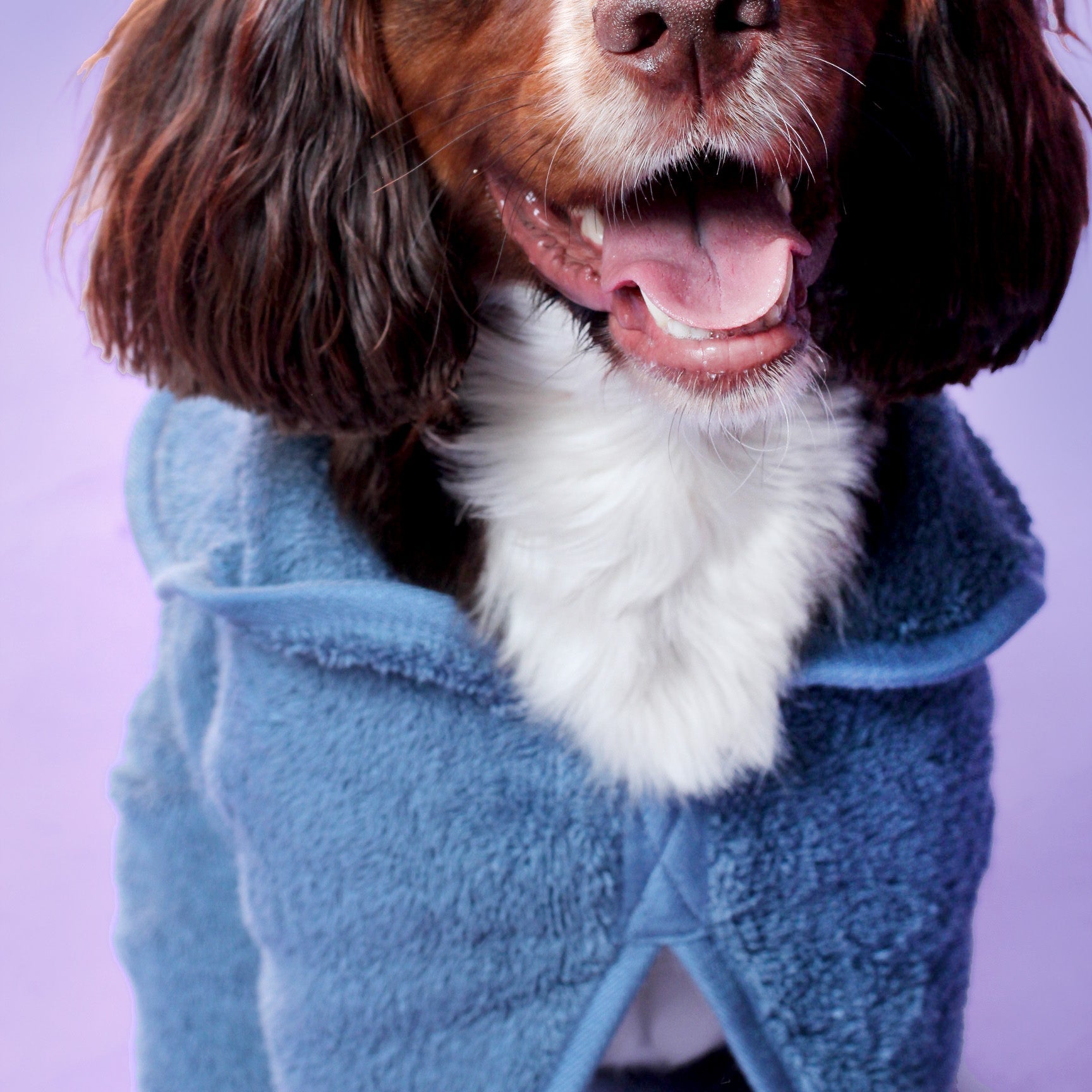 blue_dog_drying_robe_002