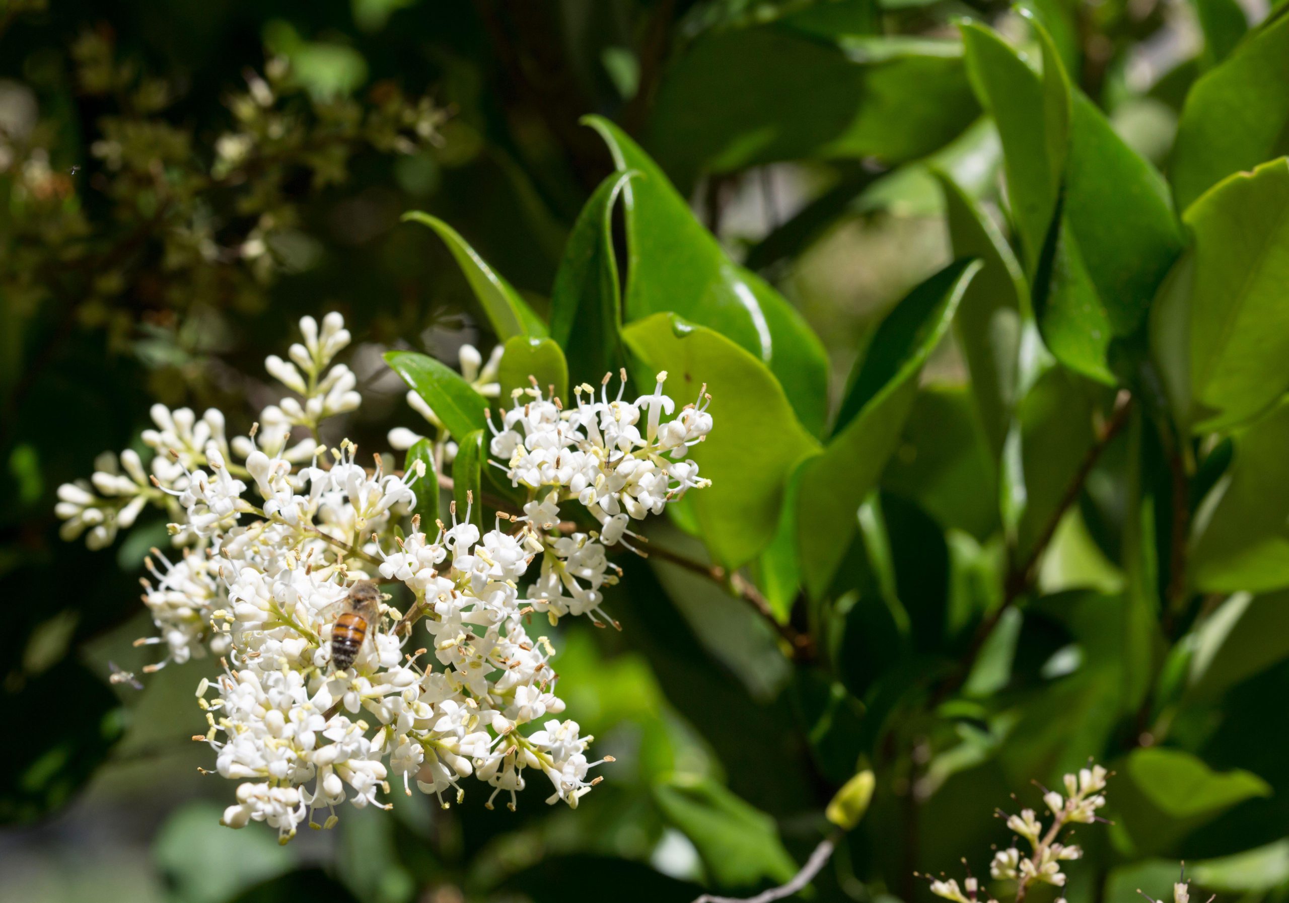 Ligustrum japonicum Texanum