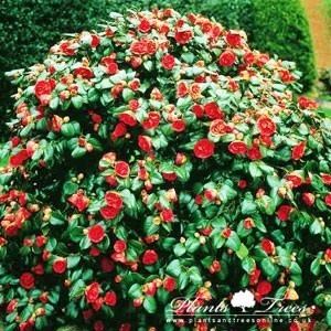 1/2 Standard – Camelia Japonica (in variety)