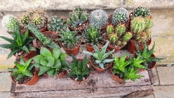 10 cacti and 10 aloe vera – Harpur Centre Florist