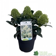 Skimmia japonica ‘Fragrant Cloud’ Plant 2Ltr (NL)