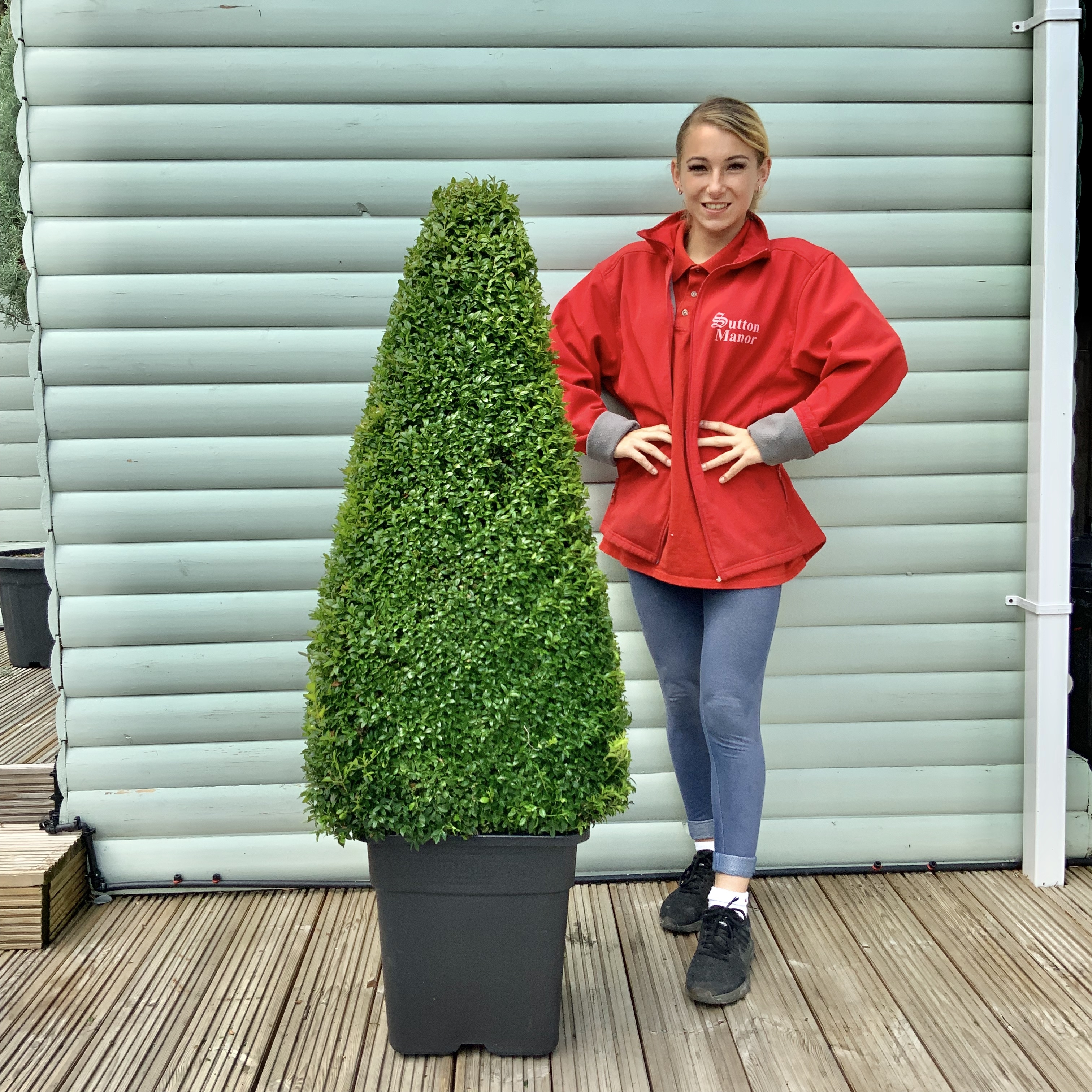 140-150cm Egyptian Buxus Semperviren Four Sided Pyramid