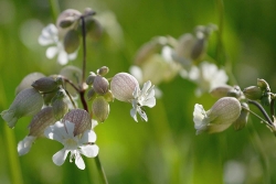 Silene vulgaris – Bladder Campion – Wild Flower Seeds – Emorsgate Seeds