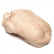 Femel Barbary Duck 1.6kg – Mr Duck