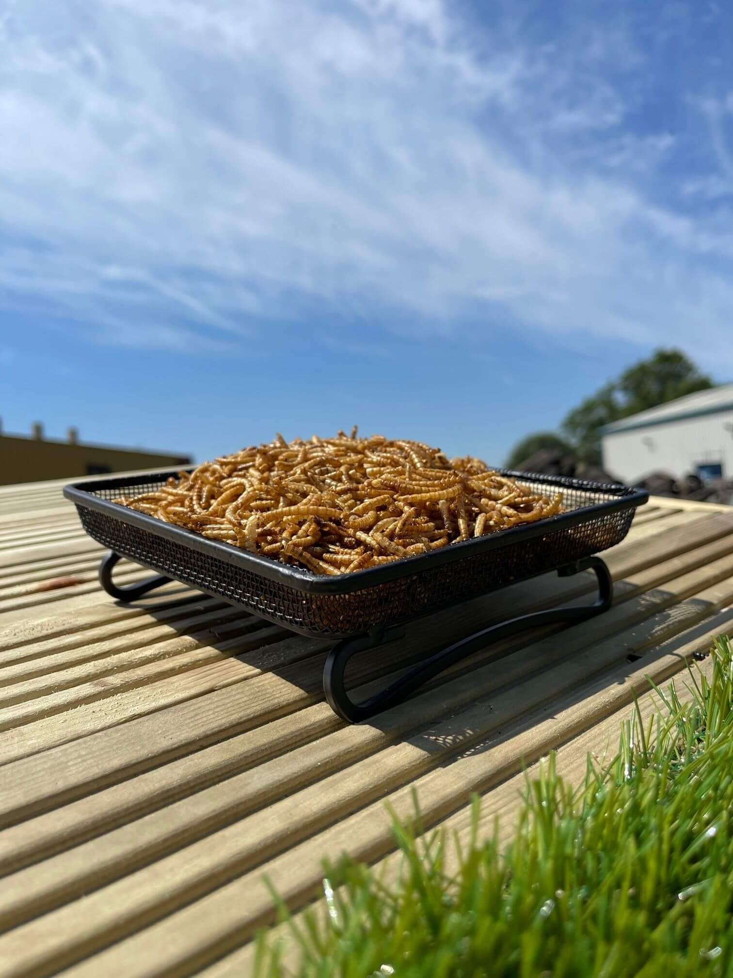 Dried Mealworms – 12.55kg – Bird Seed – Evolution Rubber Products