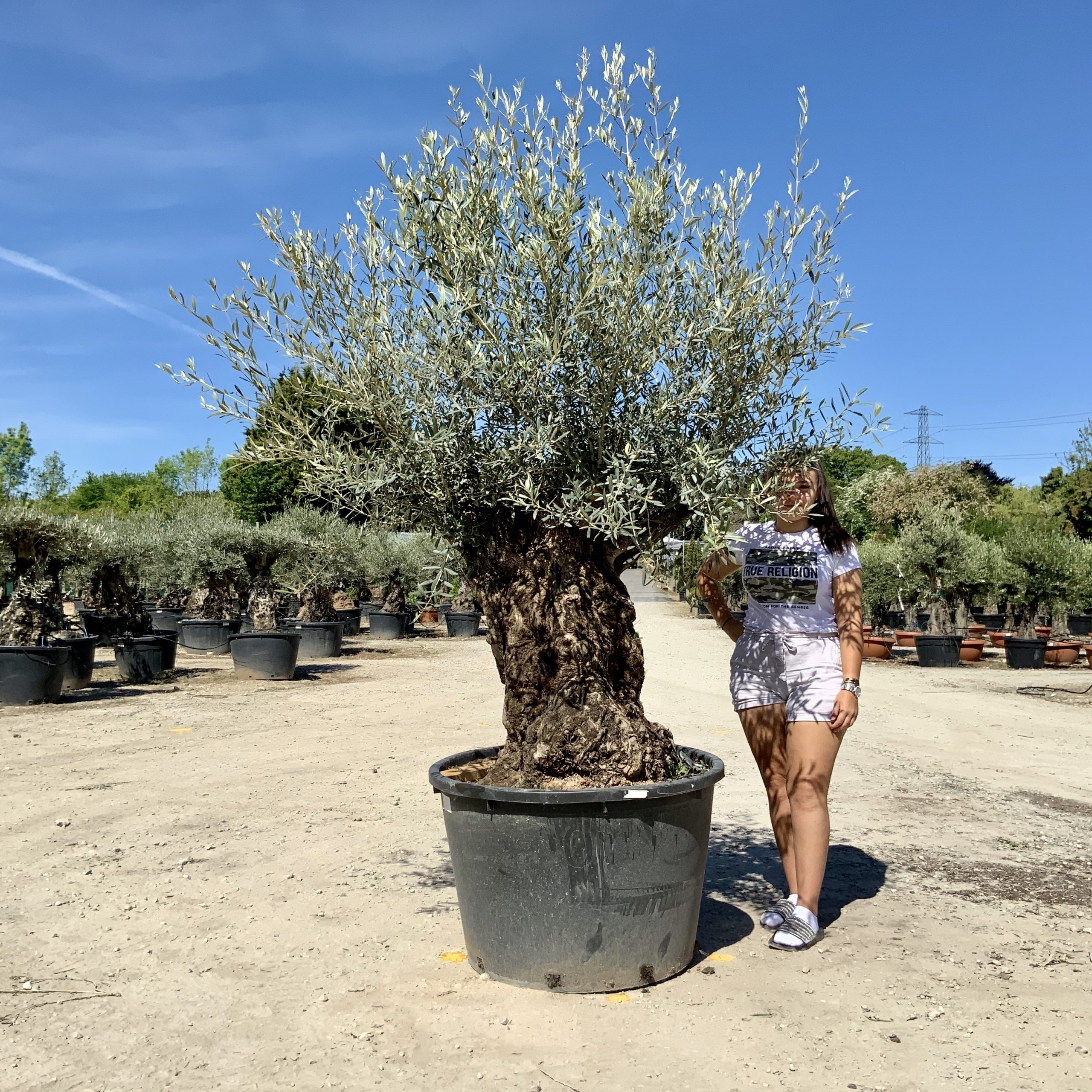 P45- Gnarled Ancient Olive Tree