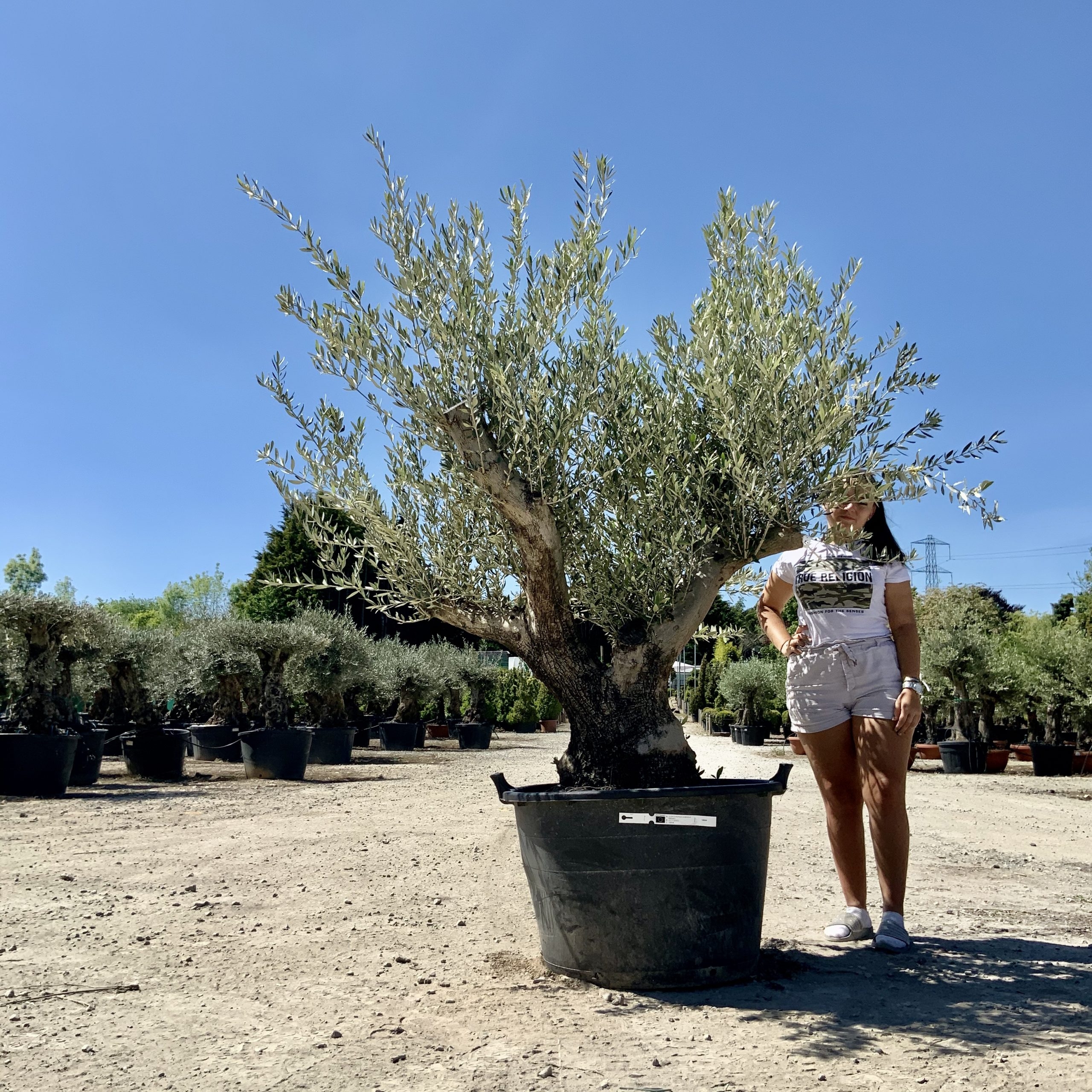 D37- Multi Stem Gnarled  Olive Tree