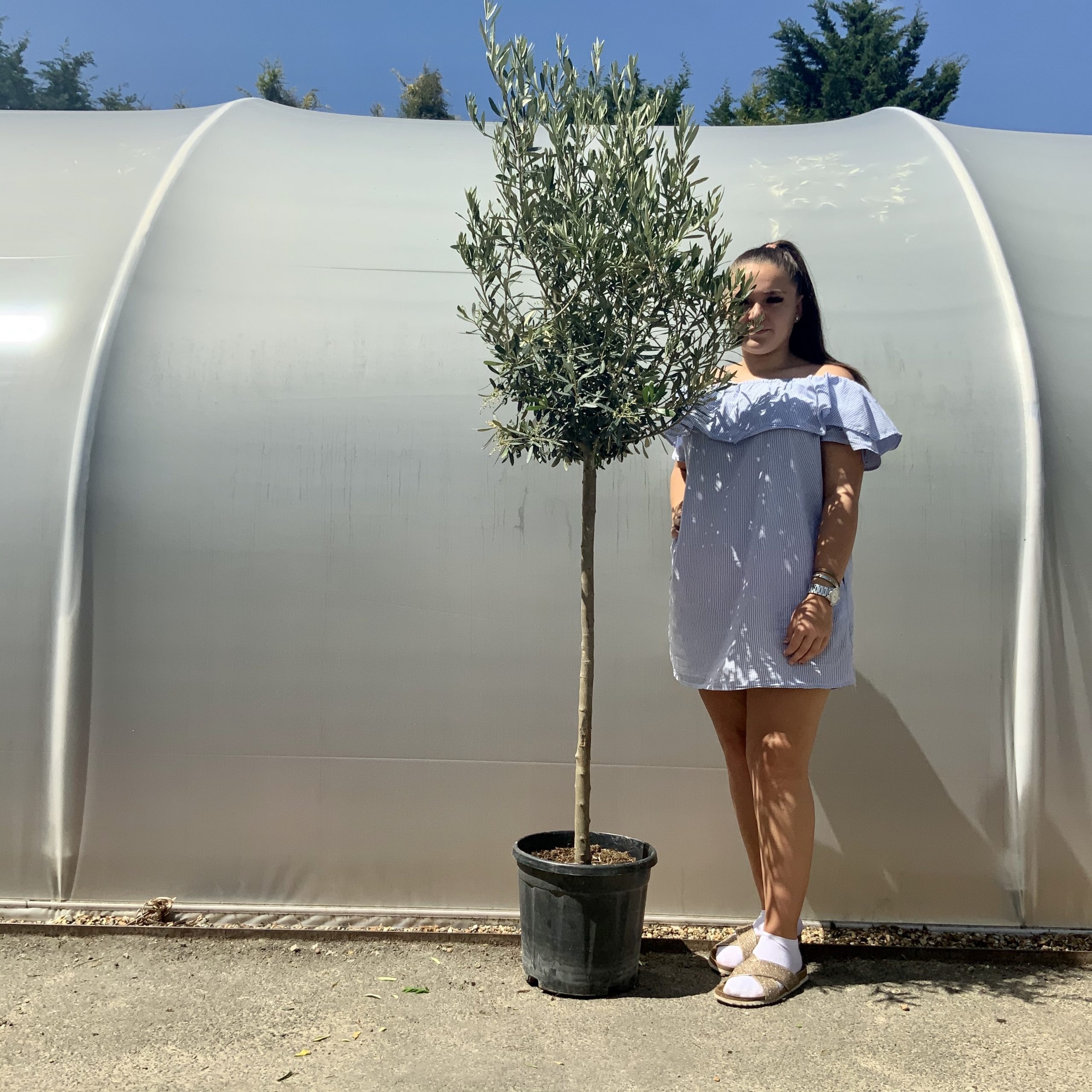 Standard Tuscan Olive Tree 1.90-2M