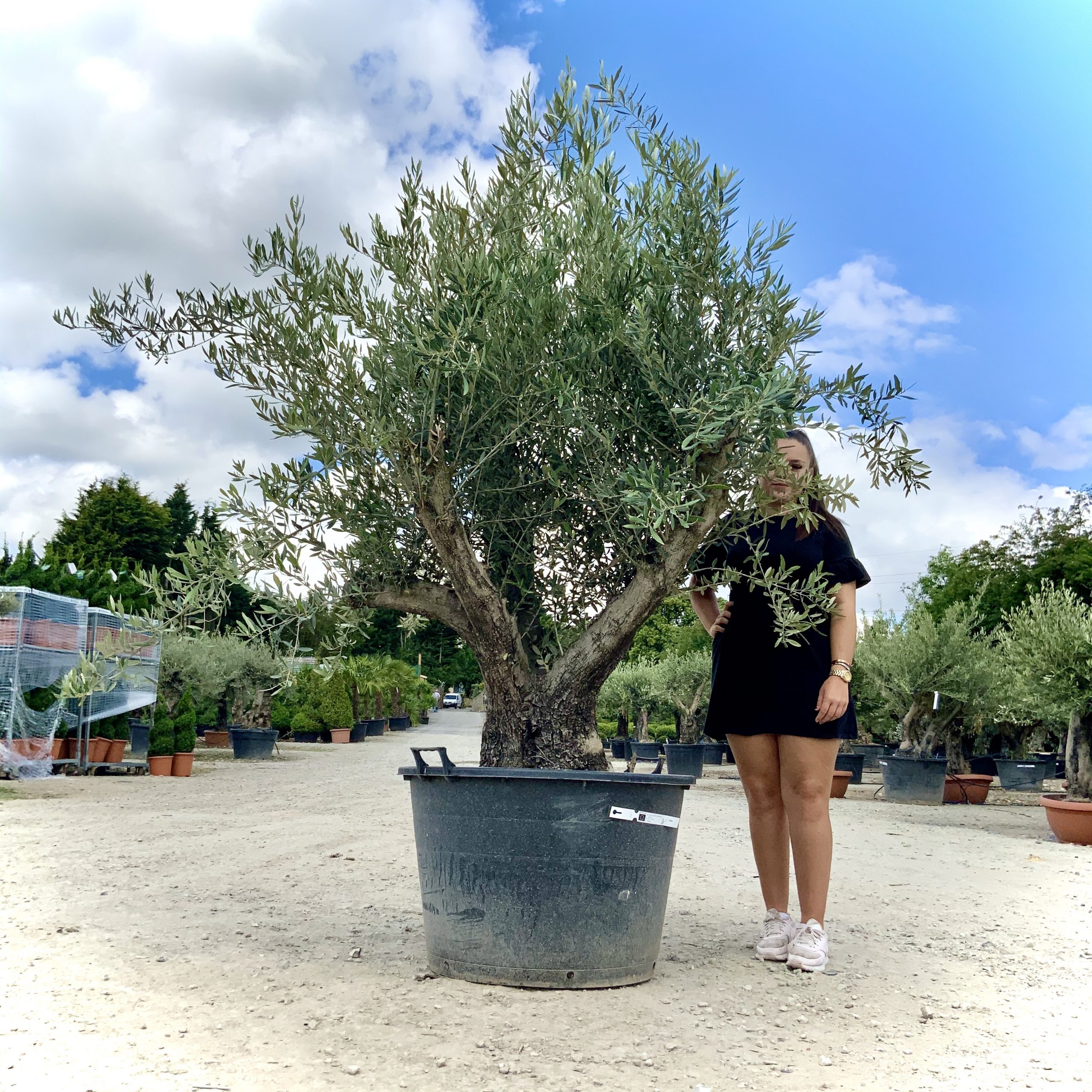 D42- Multi Stem Gnarled Ancient Olive Tree