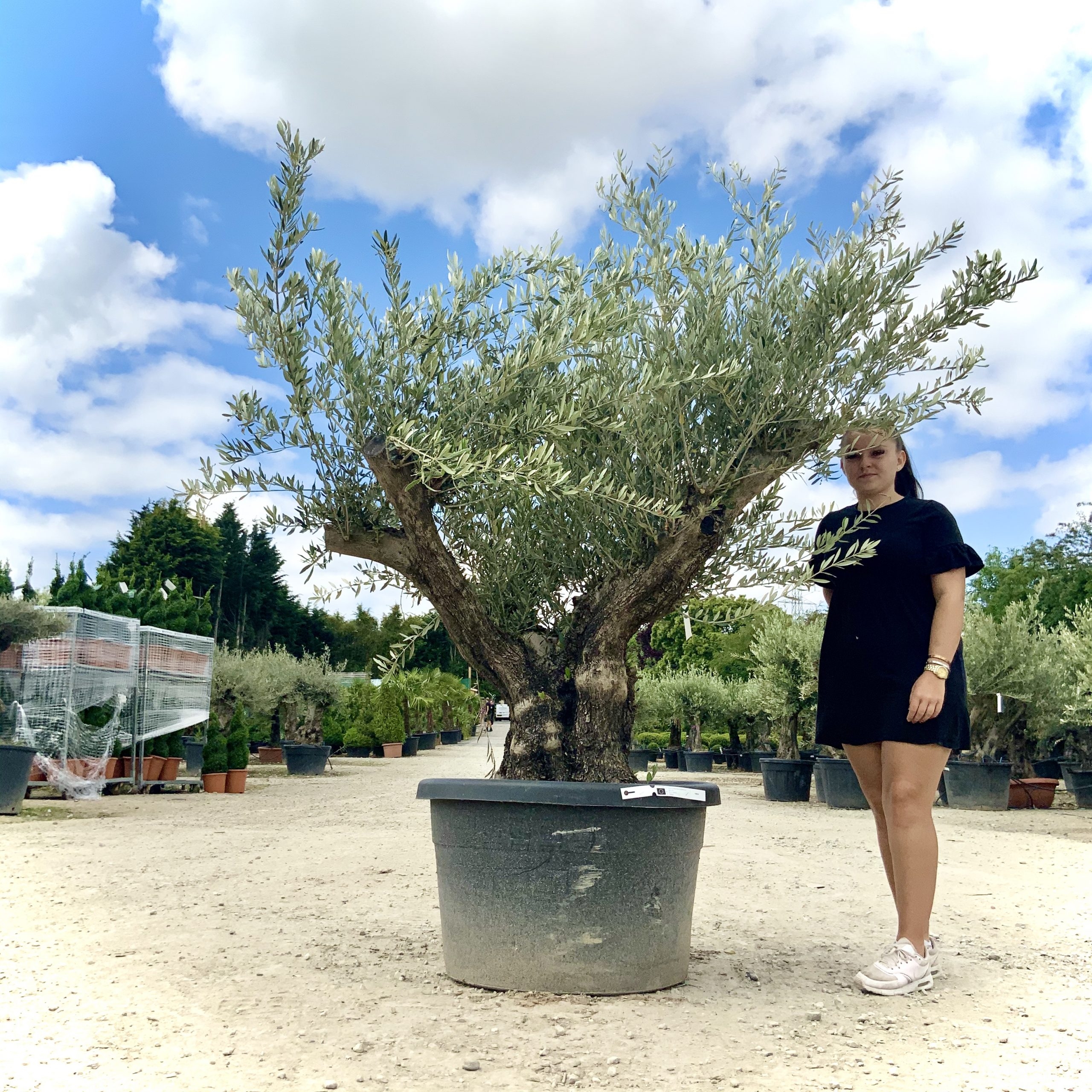 D23- Multi Stem Gnarled Ancient Olive Tree