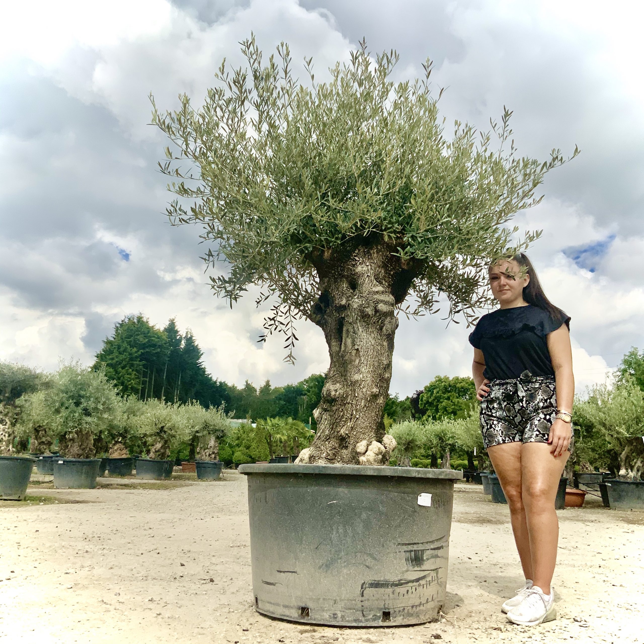 P81- Gnarled Ancient Olive Tree