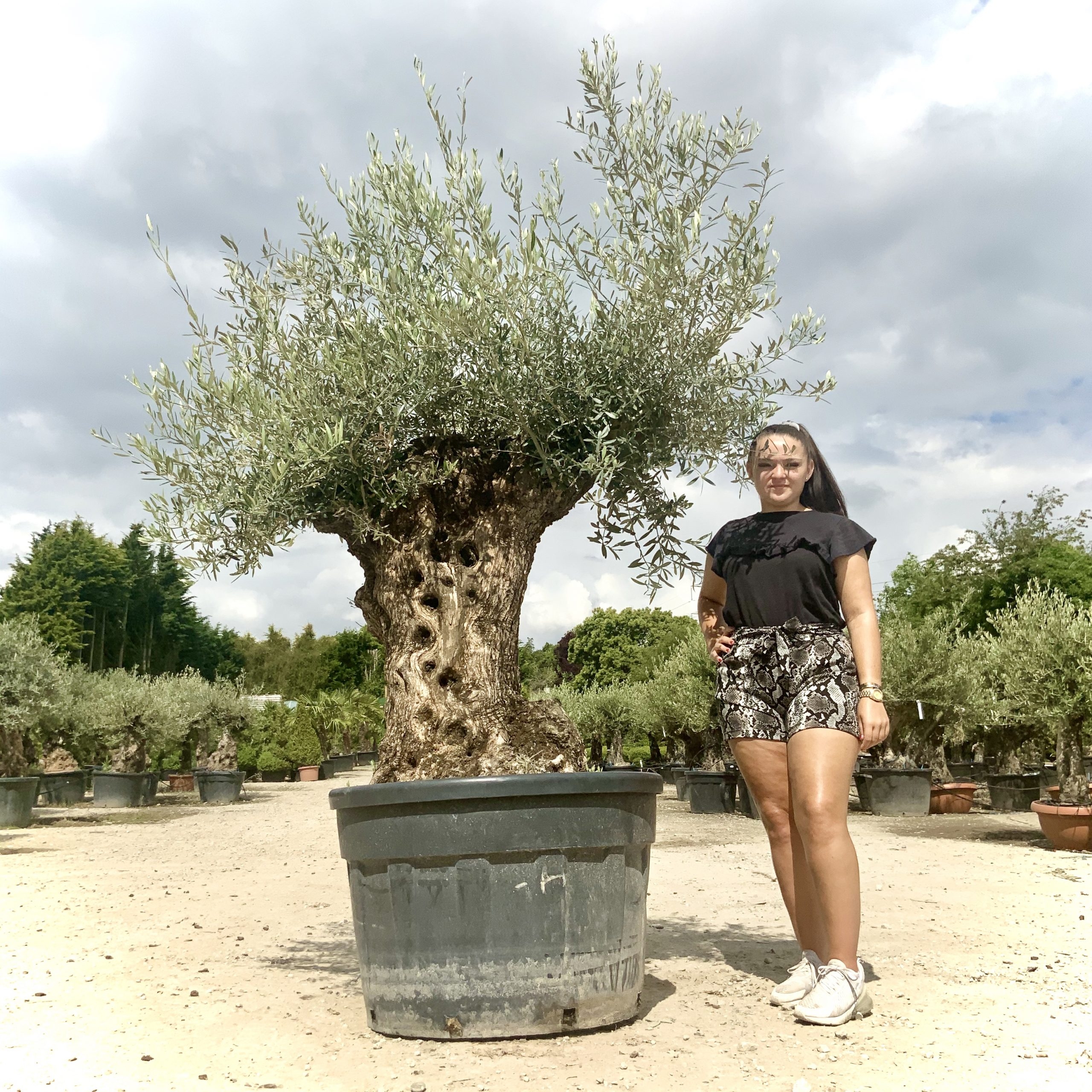 P106- Gnarled Ancient Olive Tree