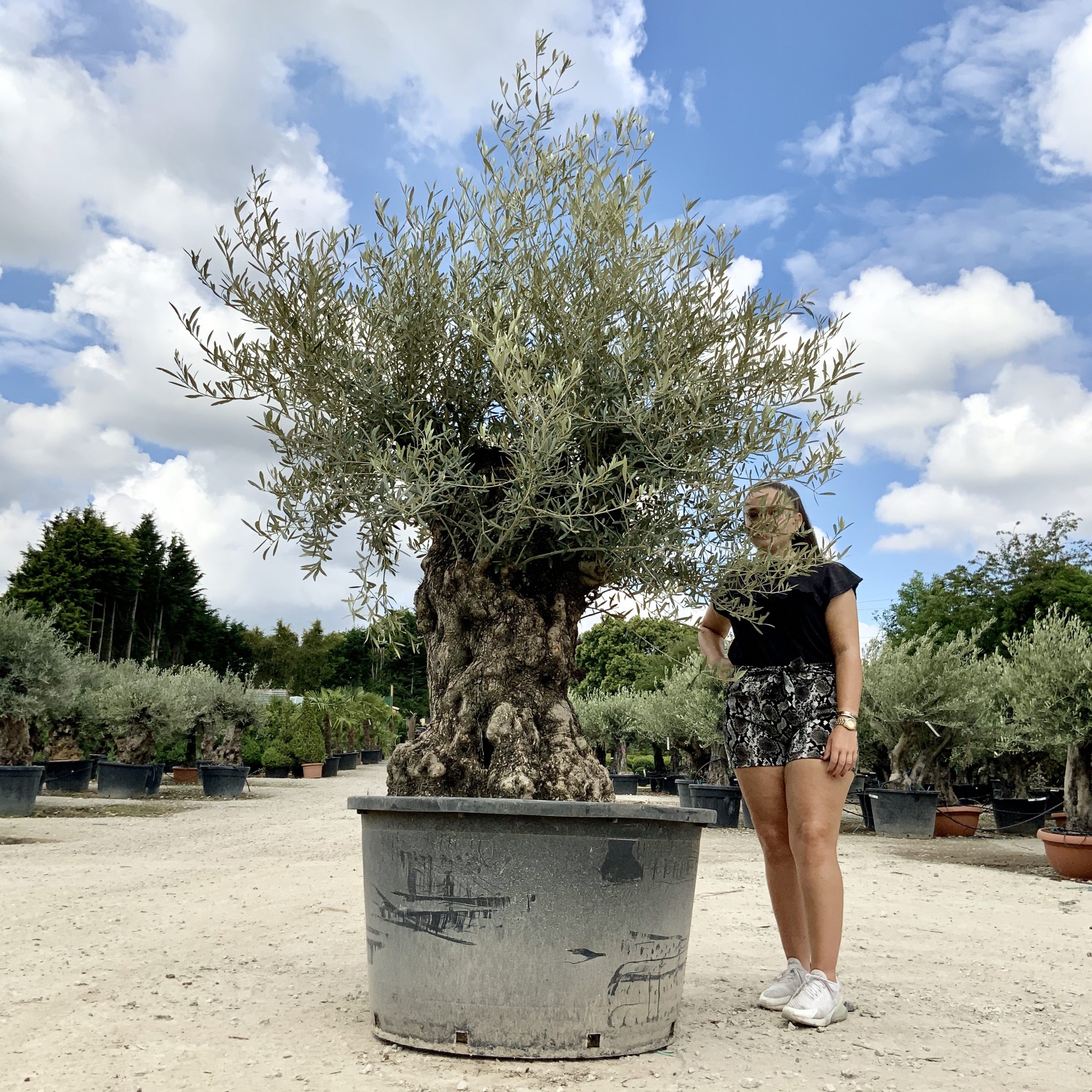 P63- Gnarled Ancient Olive Tree