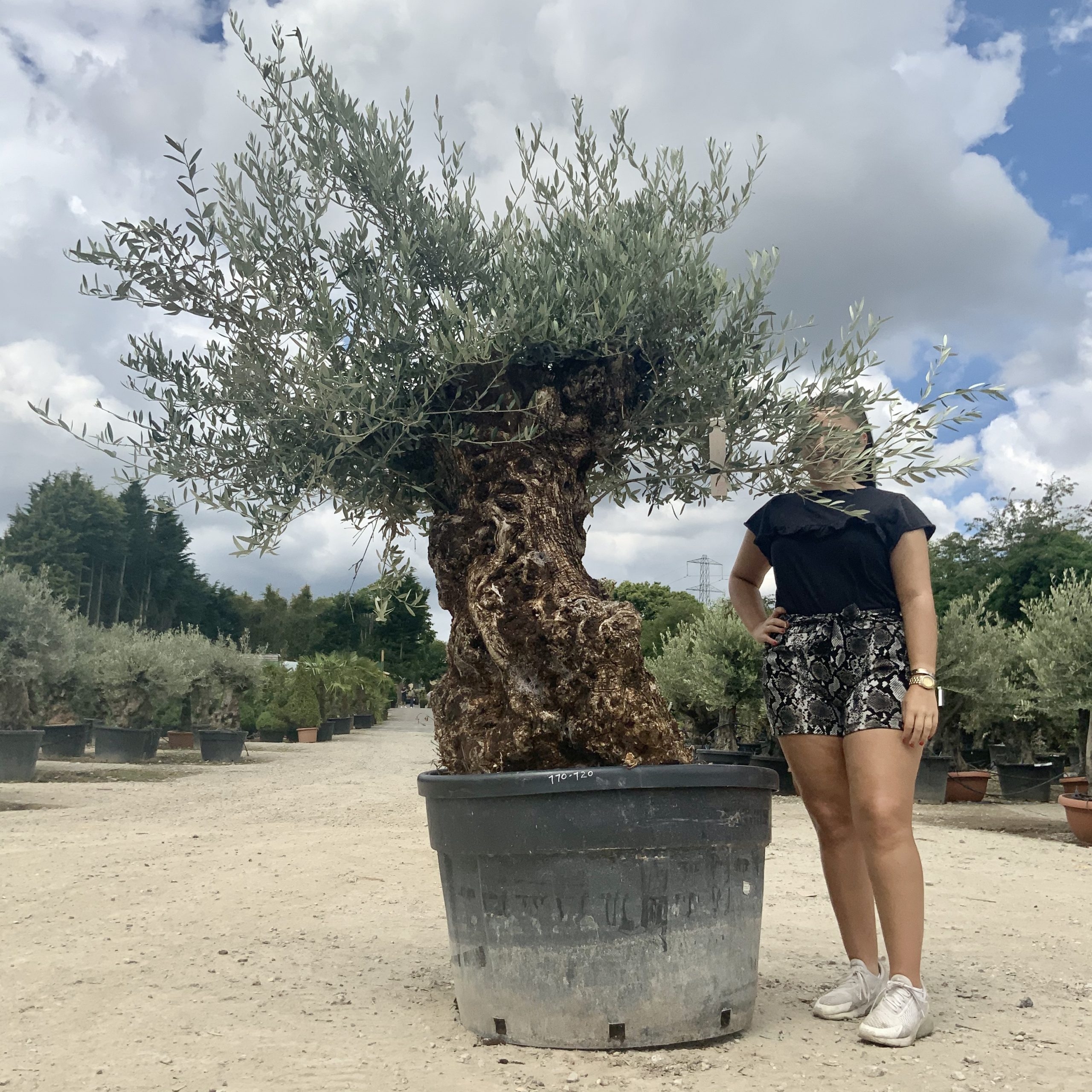 P105- Gnarled Ancient Olive Tree