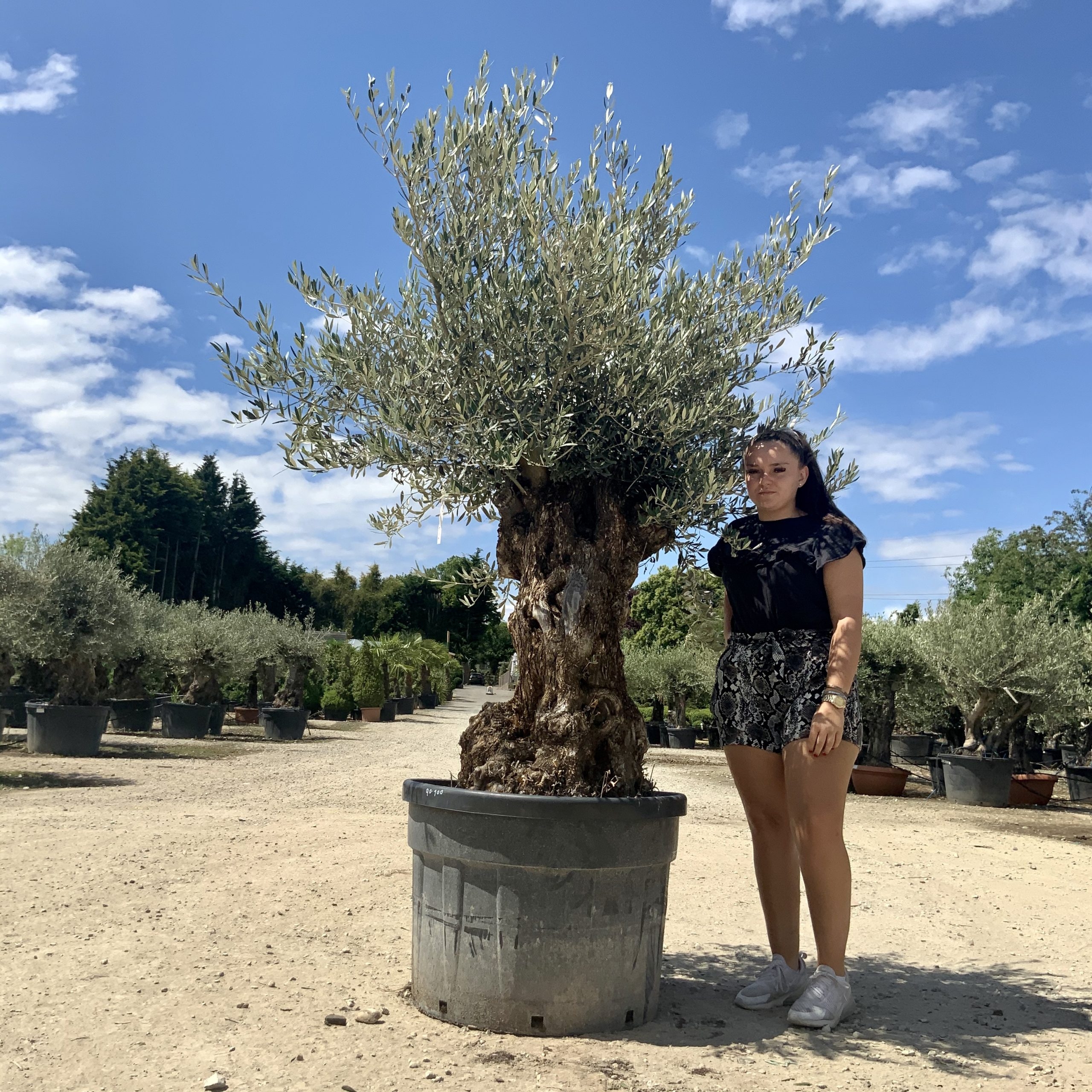 P96- Gnarled Ancient Olive Tree