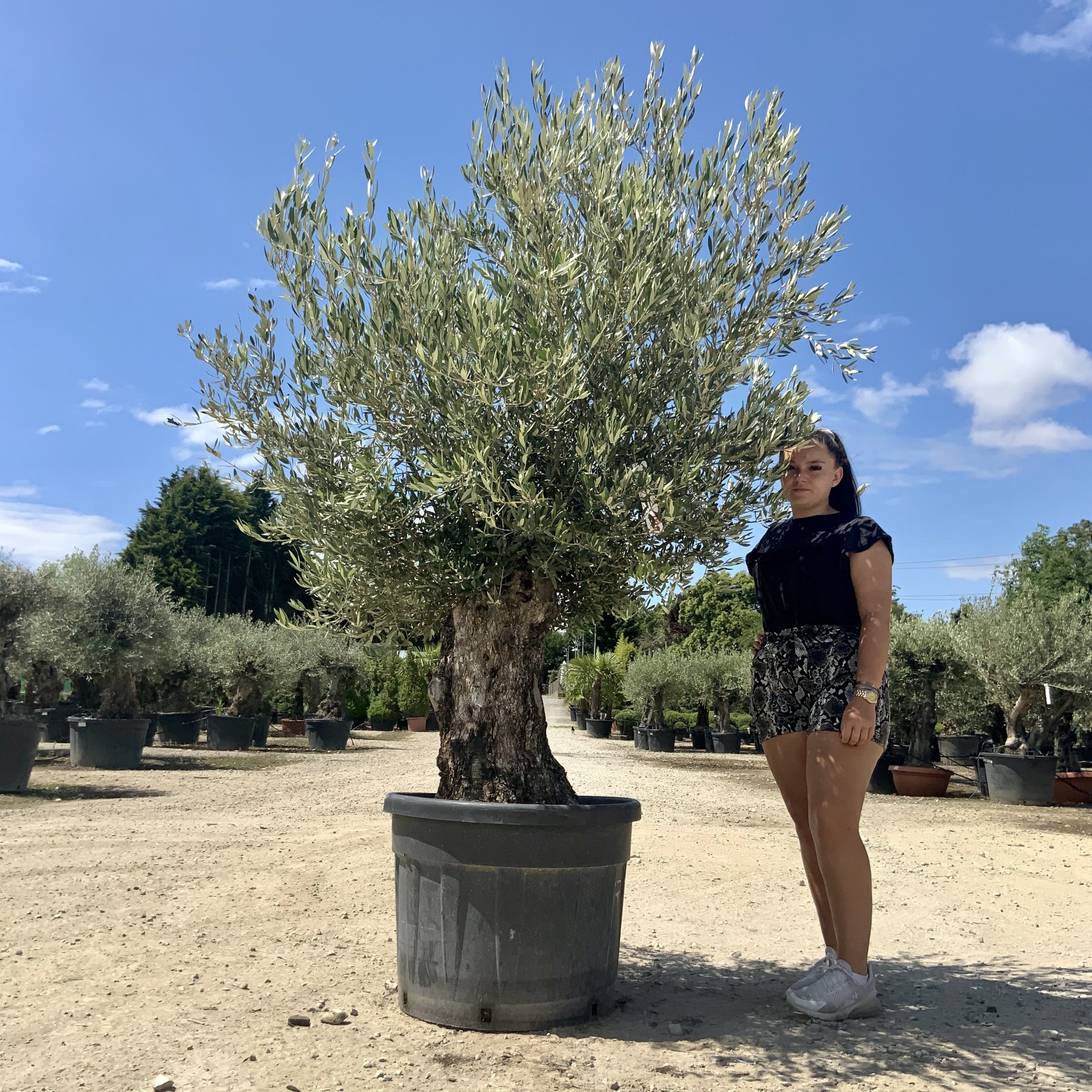 P99- Gnarled Ancient Olive Tree
