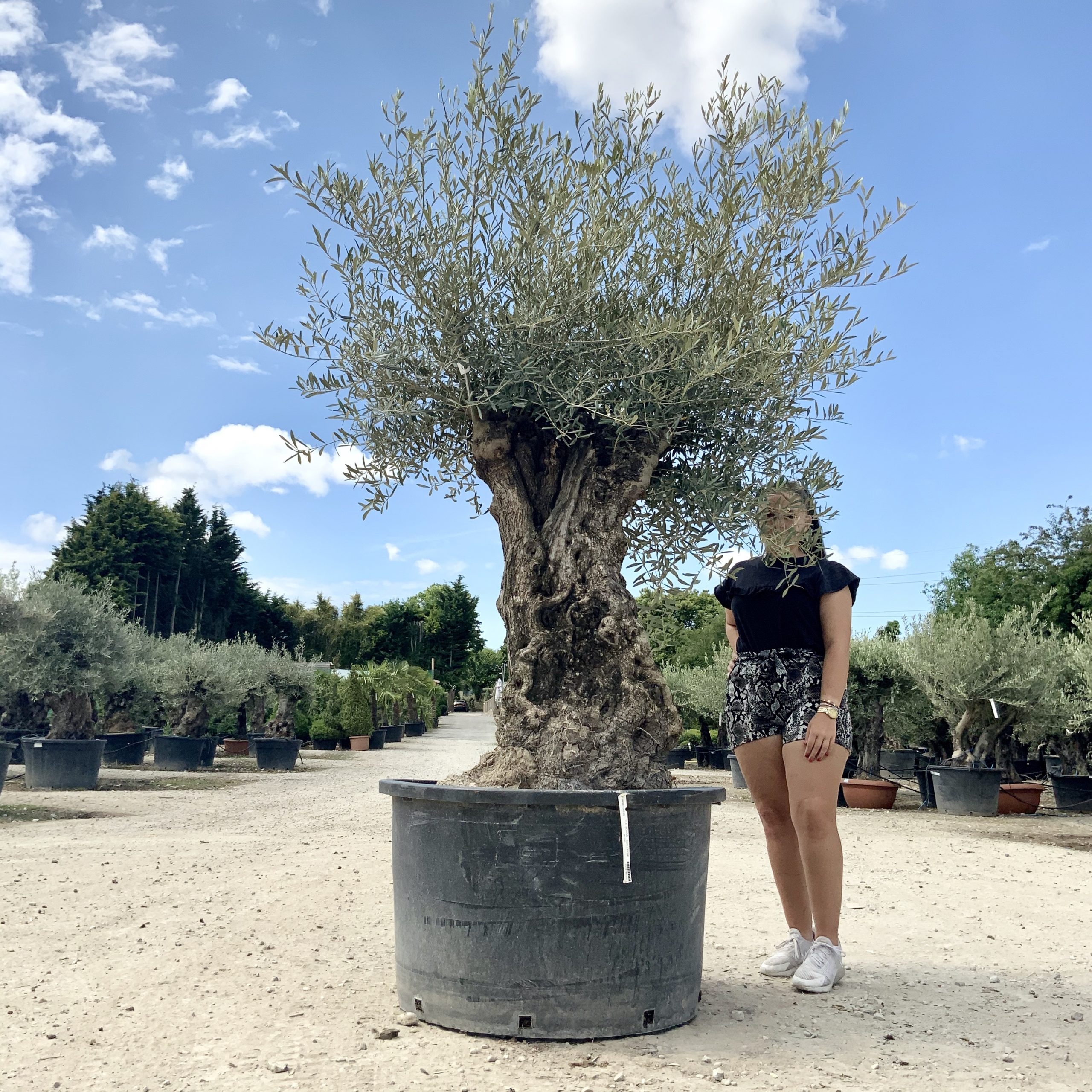 P56- Gnarled Ancient Olive Tree