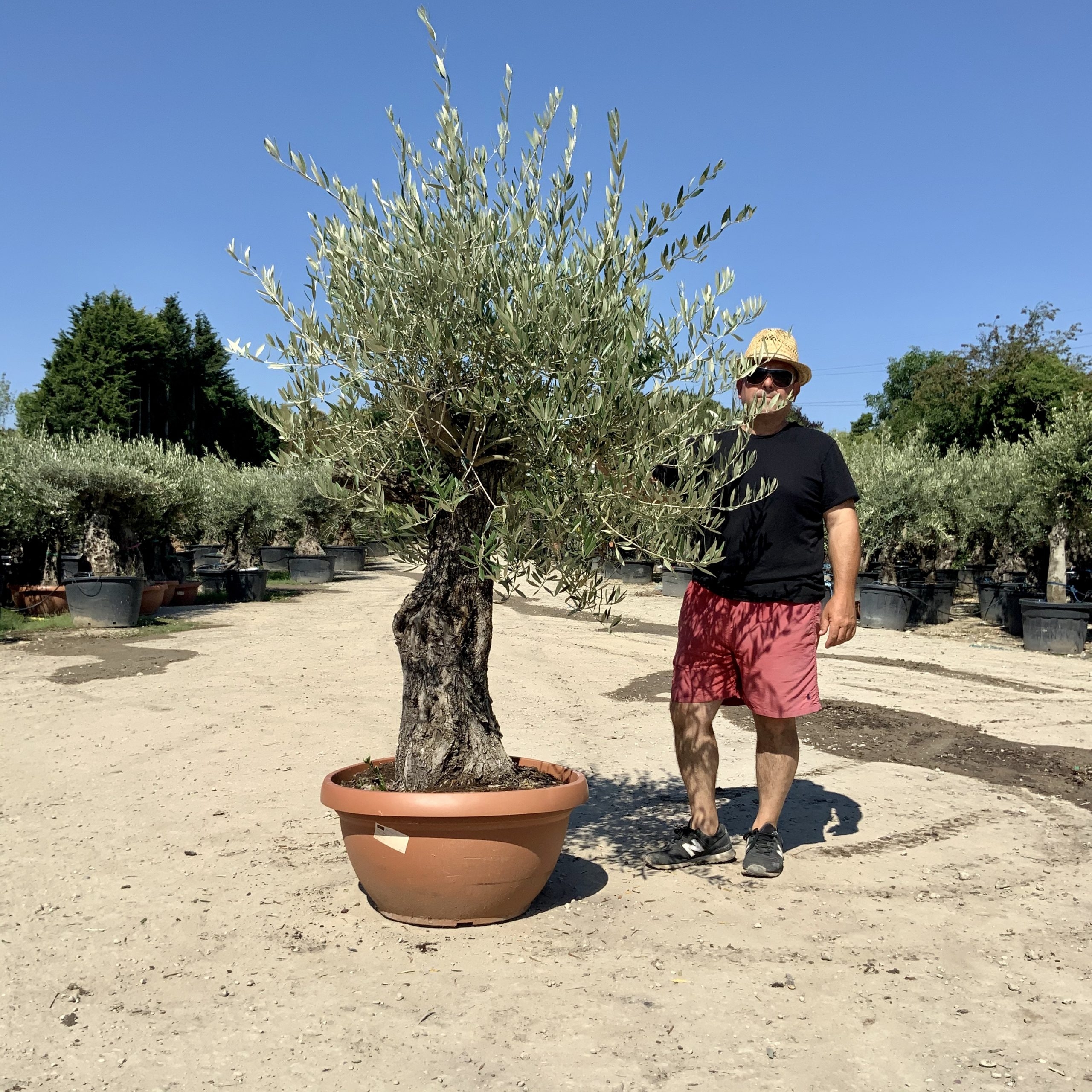 A51- Gnarled Ancient Olive Tree