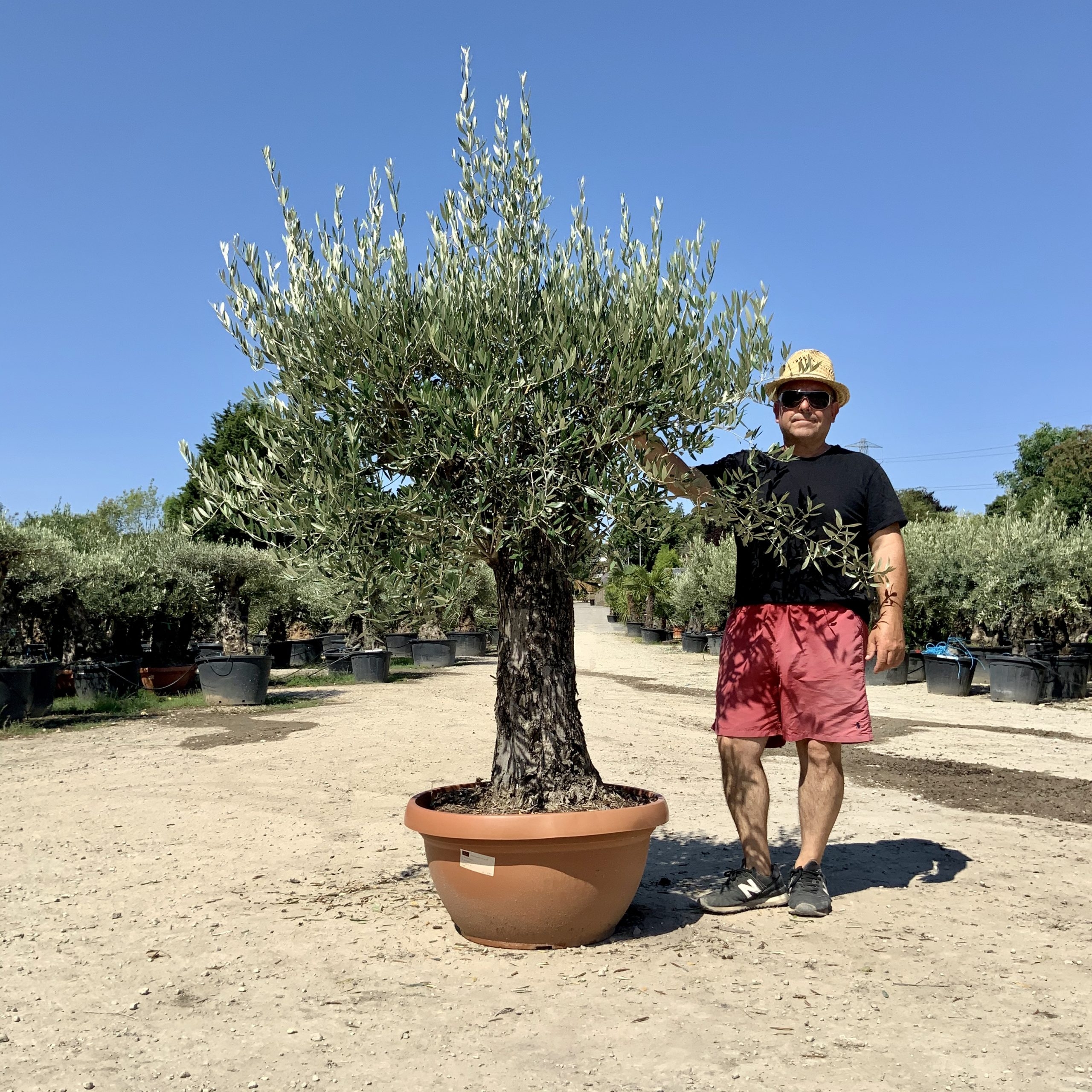 A57- Gnarled Ancient Olive Tree