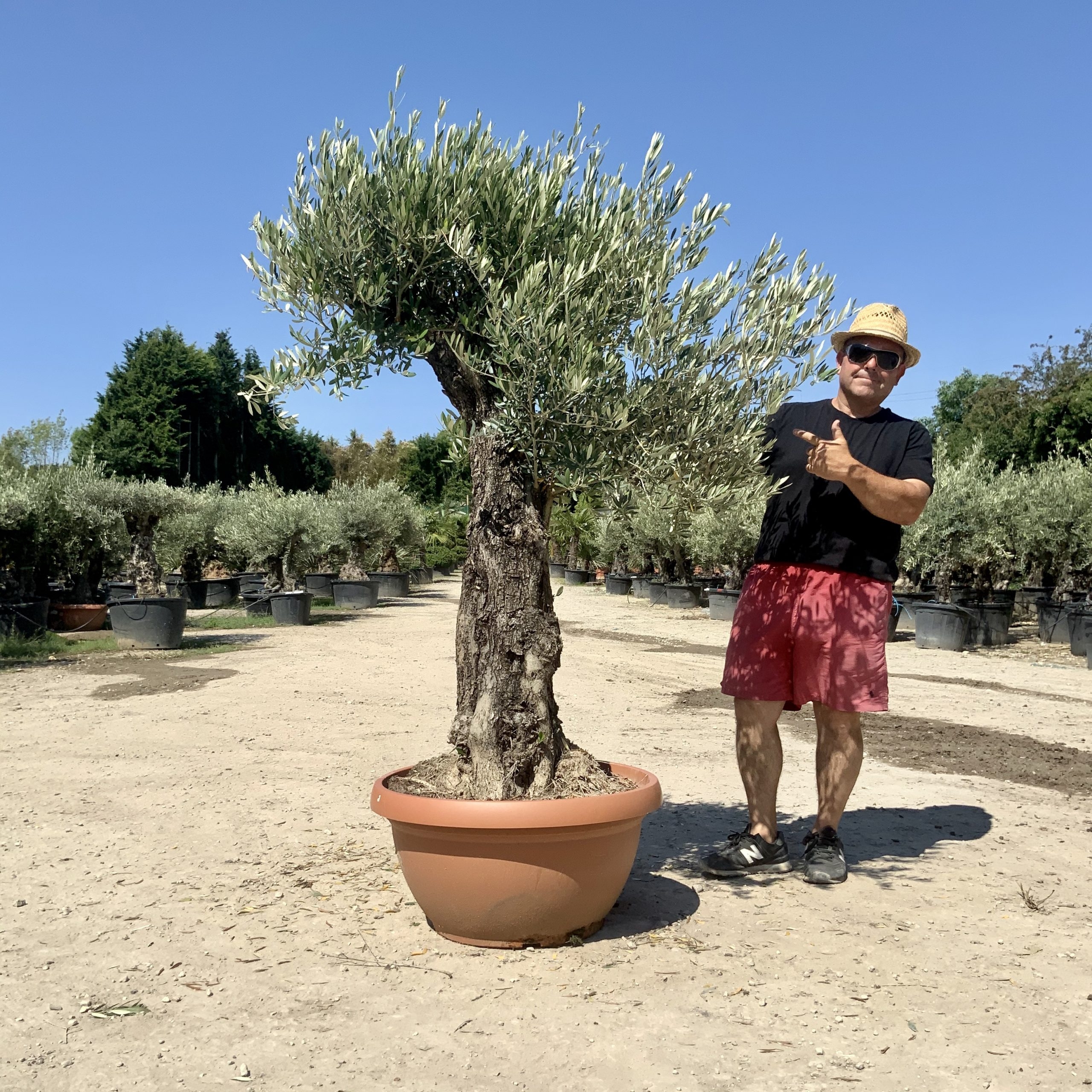 A60- Gnarled Ancient Olive Tree