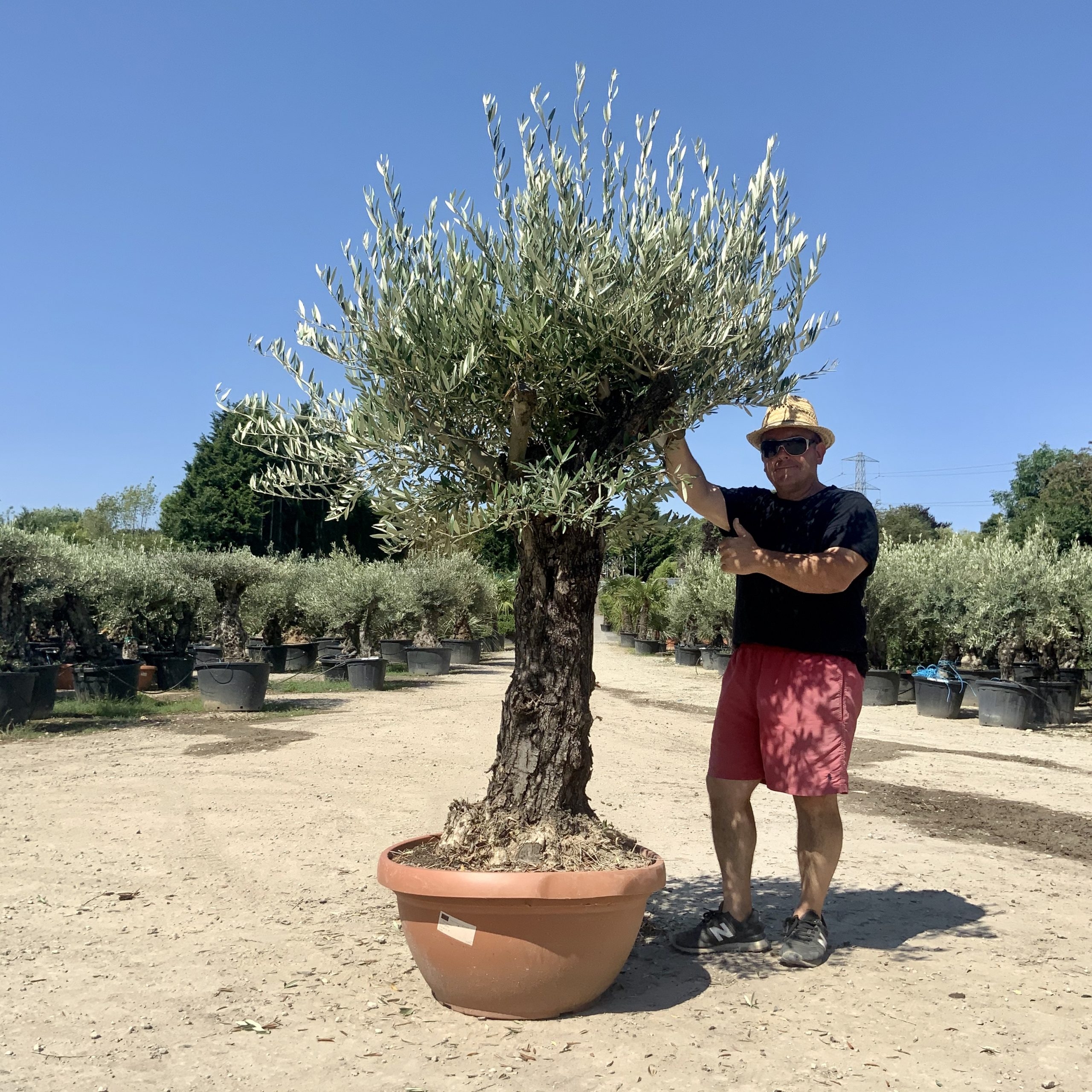 A64- Gnarled Ancient Olive Tree