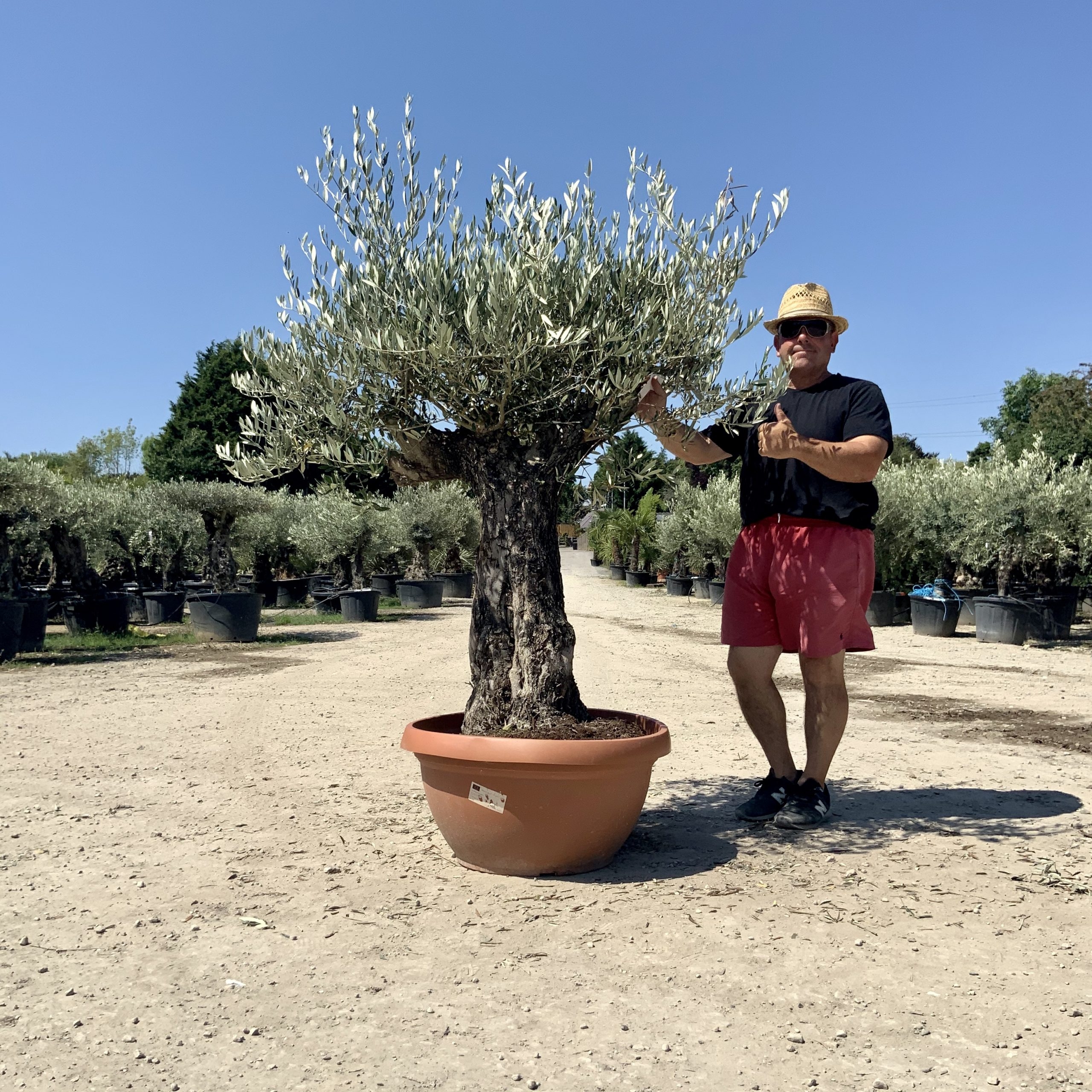 A68- Gnarled Ancient Olive Tree