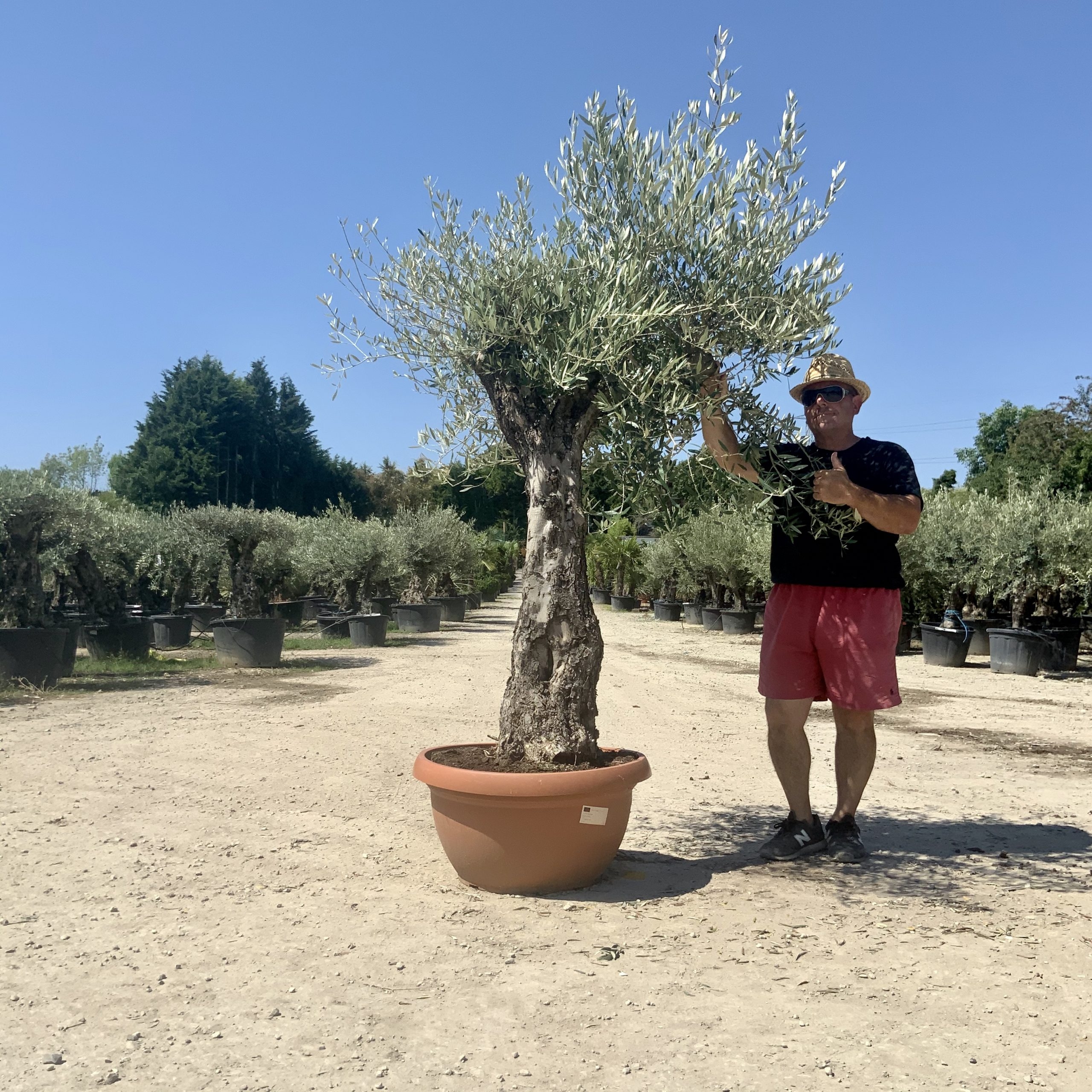 A70- Gnarled Ancient Olive Tree