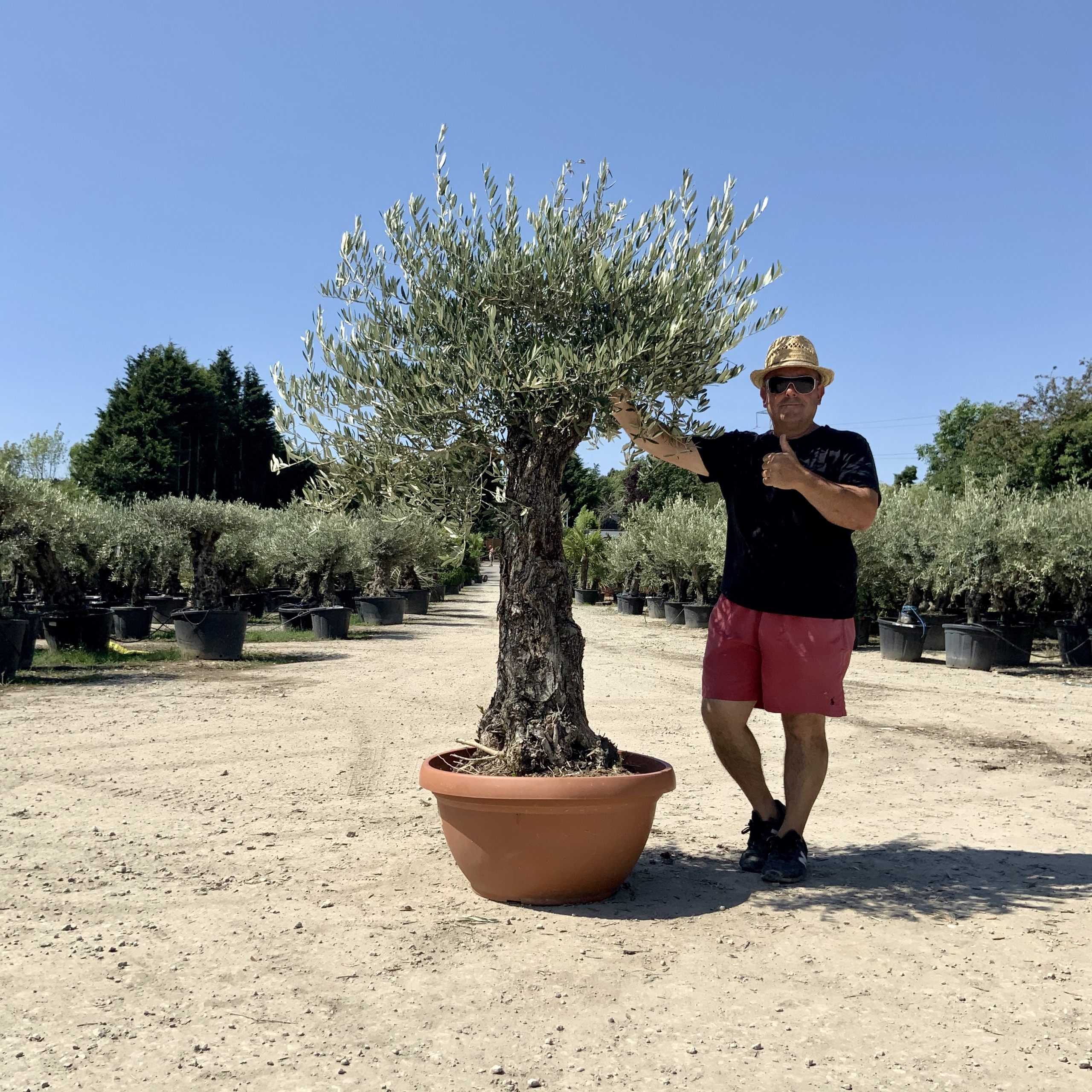 A75- Gnarled Ancient Olive Tree