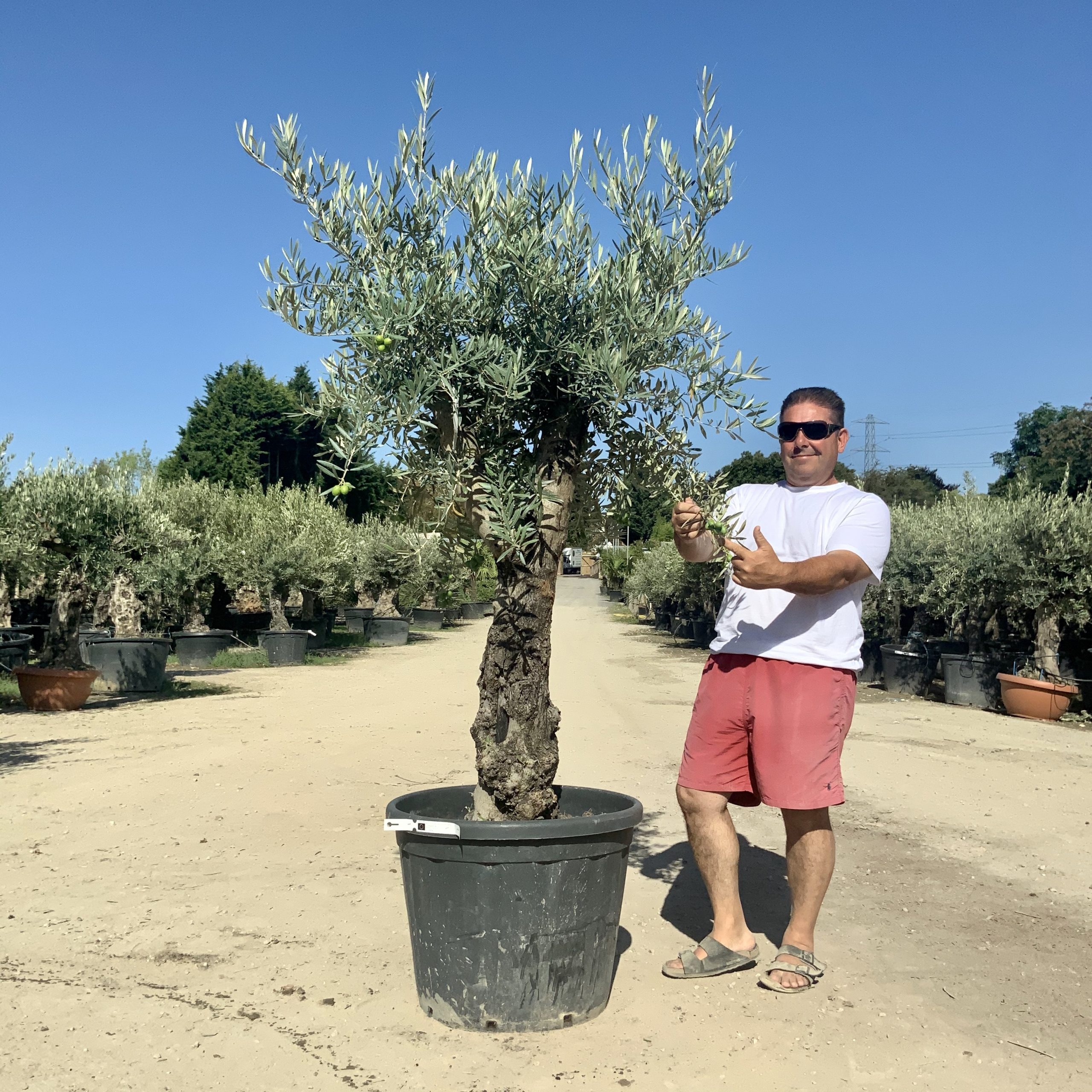 G43- Multi Stem Gnarled Ancient Olive Tree