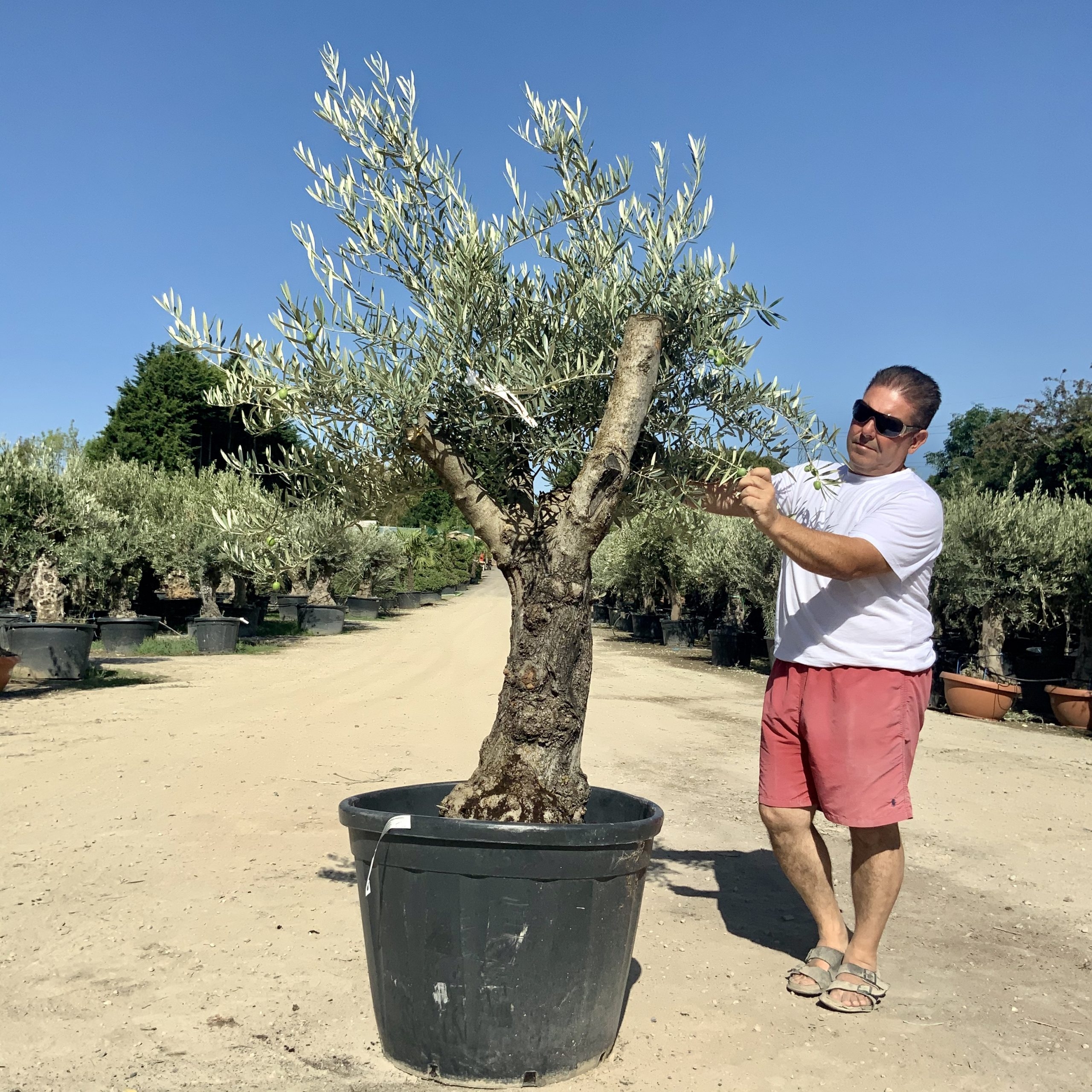 G45-Multi Stem Gnarled Ancient Olive Tree