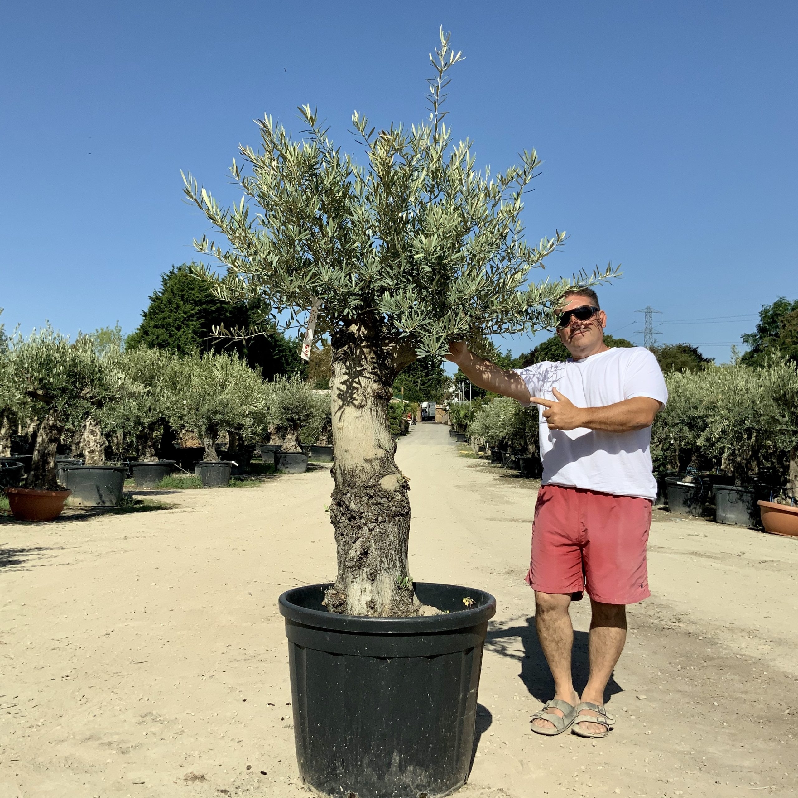 G46-Multi Stem Gnarled Ancient Olive Tree