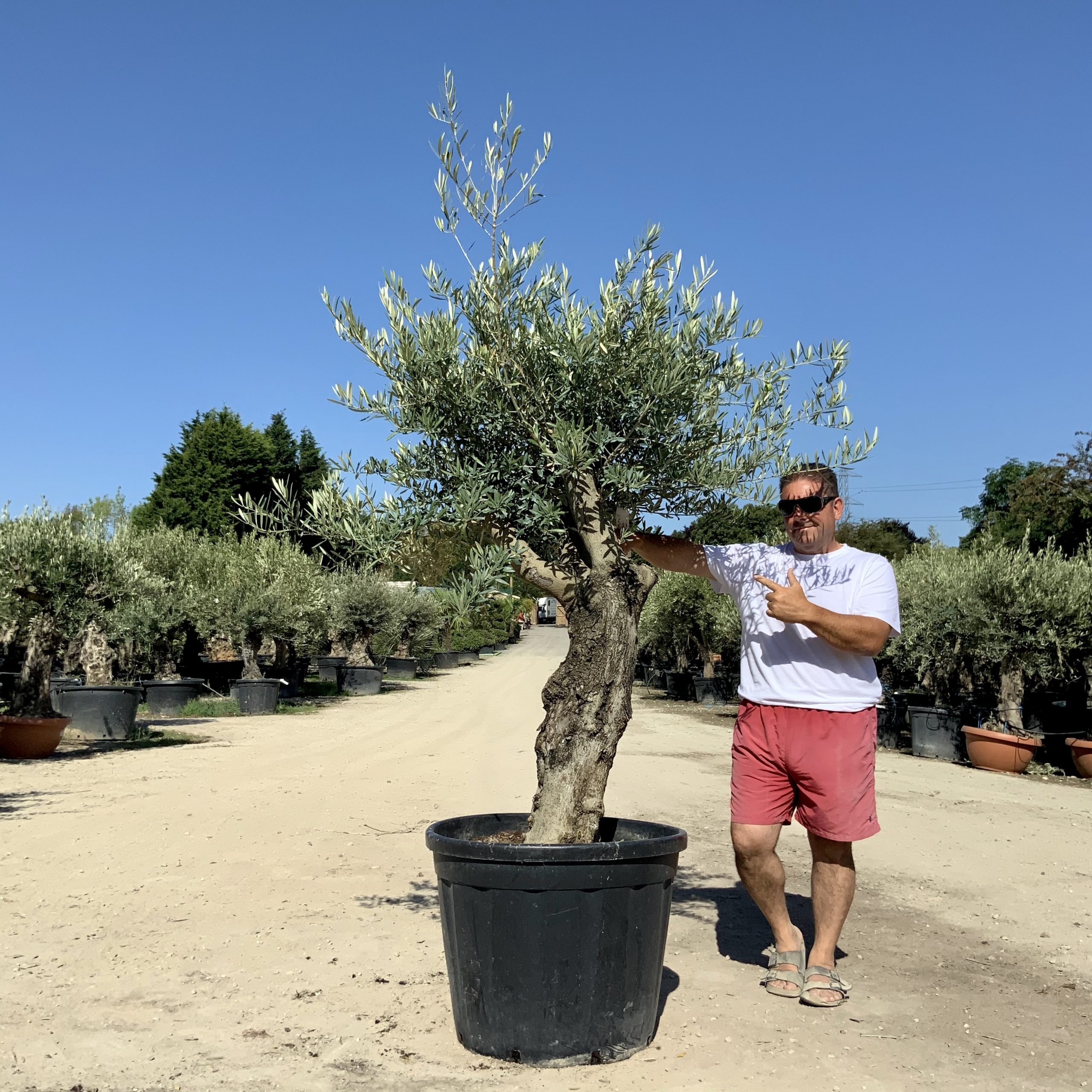 G47-Multi Stem Gnarled Ancient Olive Tree