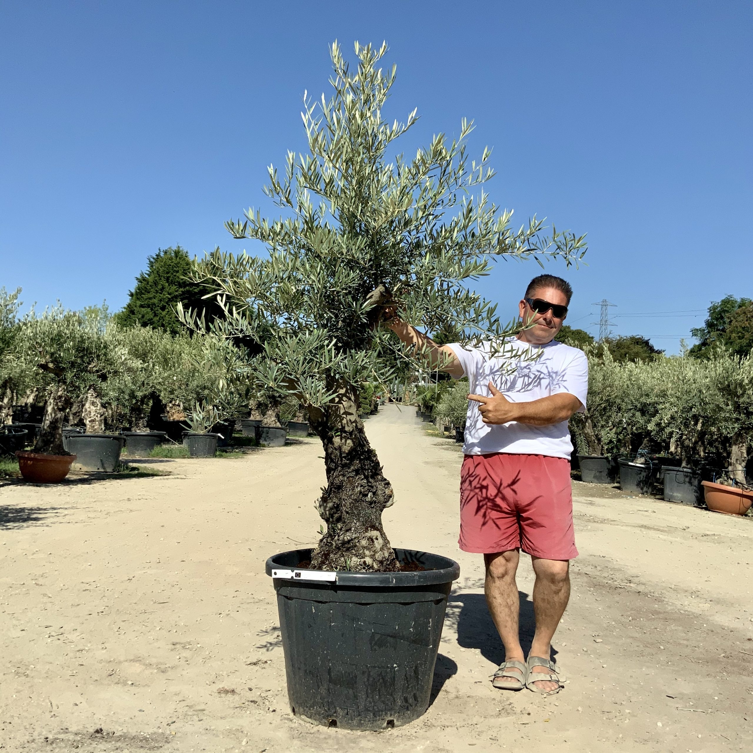 G48- Multi Stem Gnarled Ancient Olive Tree