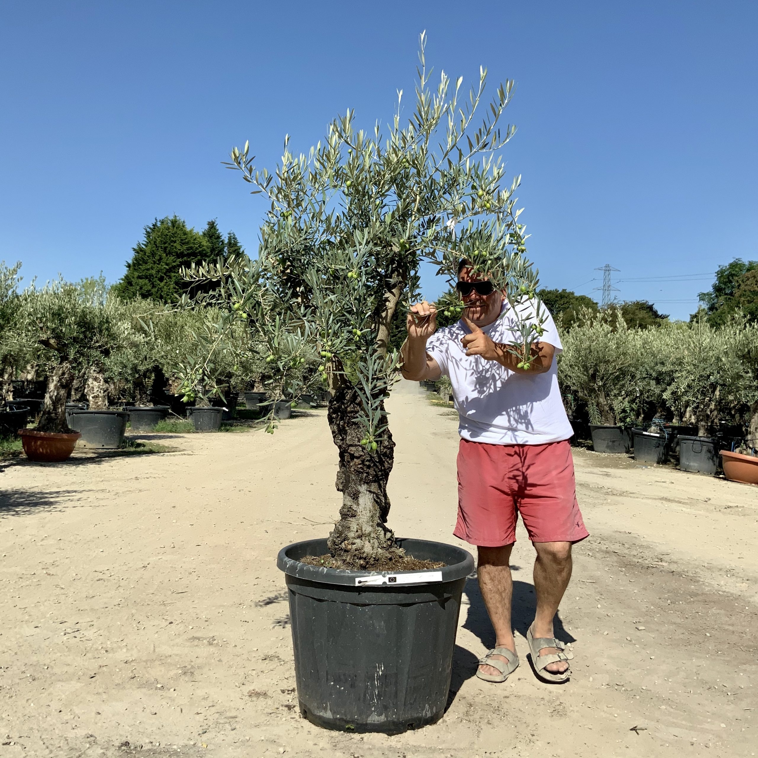 G52- Multi Stem Gnarled Ancient Olive Tree