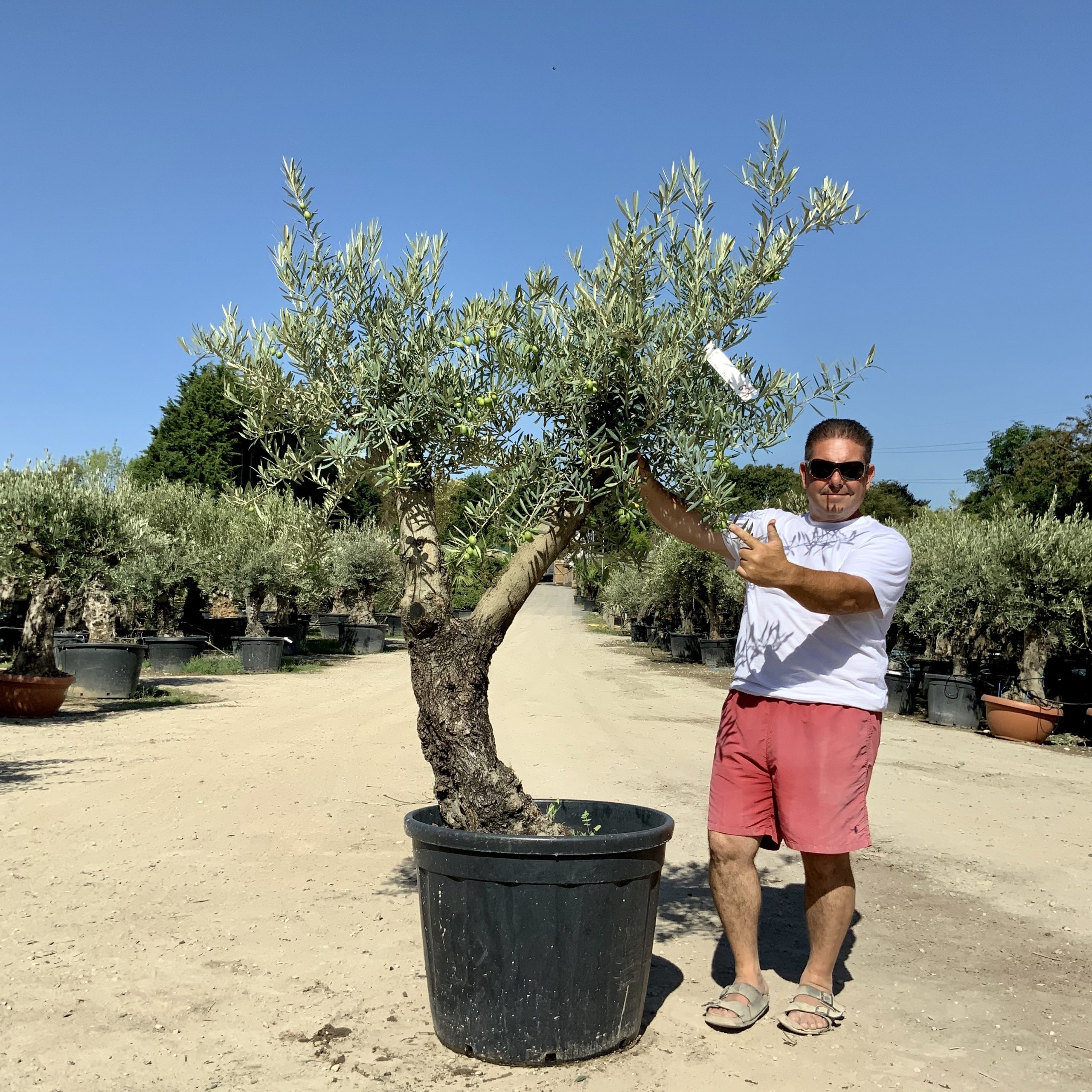 G53-Multi Stem Gnarled Ancient Olive Tree