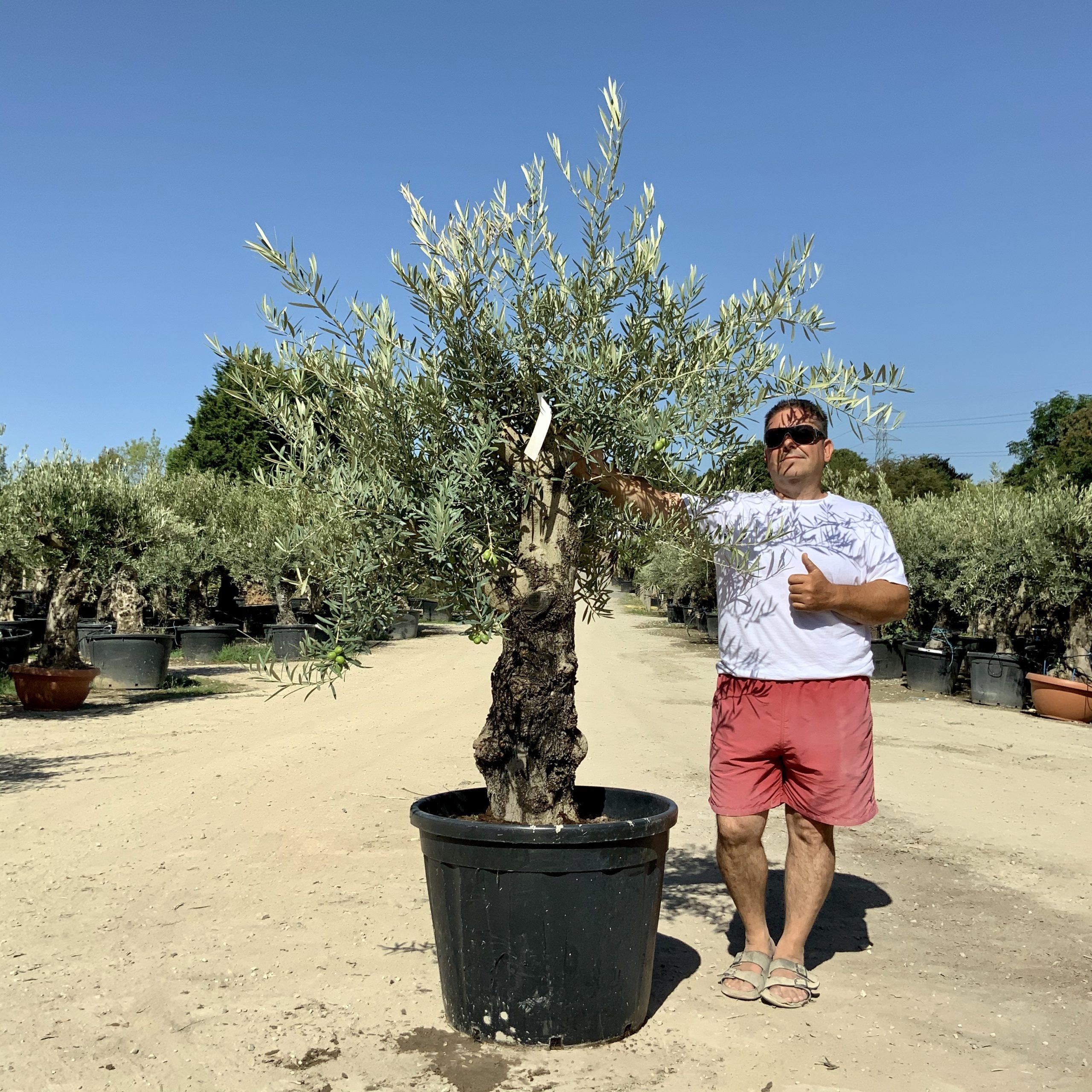 G54- Multi Stem Gnarled Ancient Olive Tree