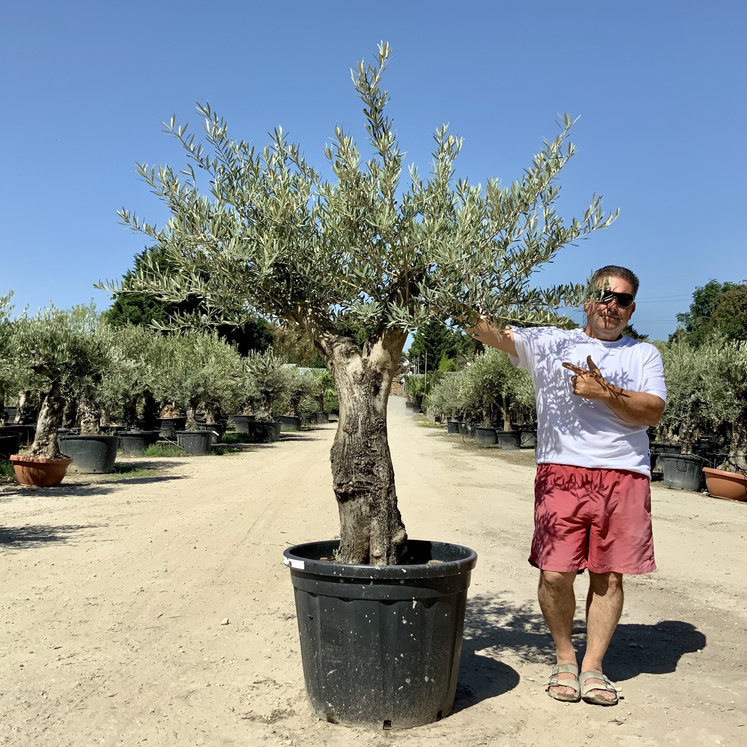 G56- Multi Stem Gnarled Ancient Olive Tree
