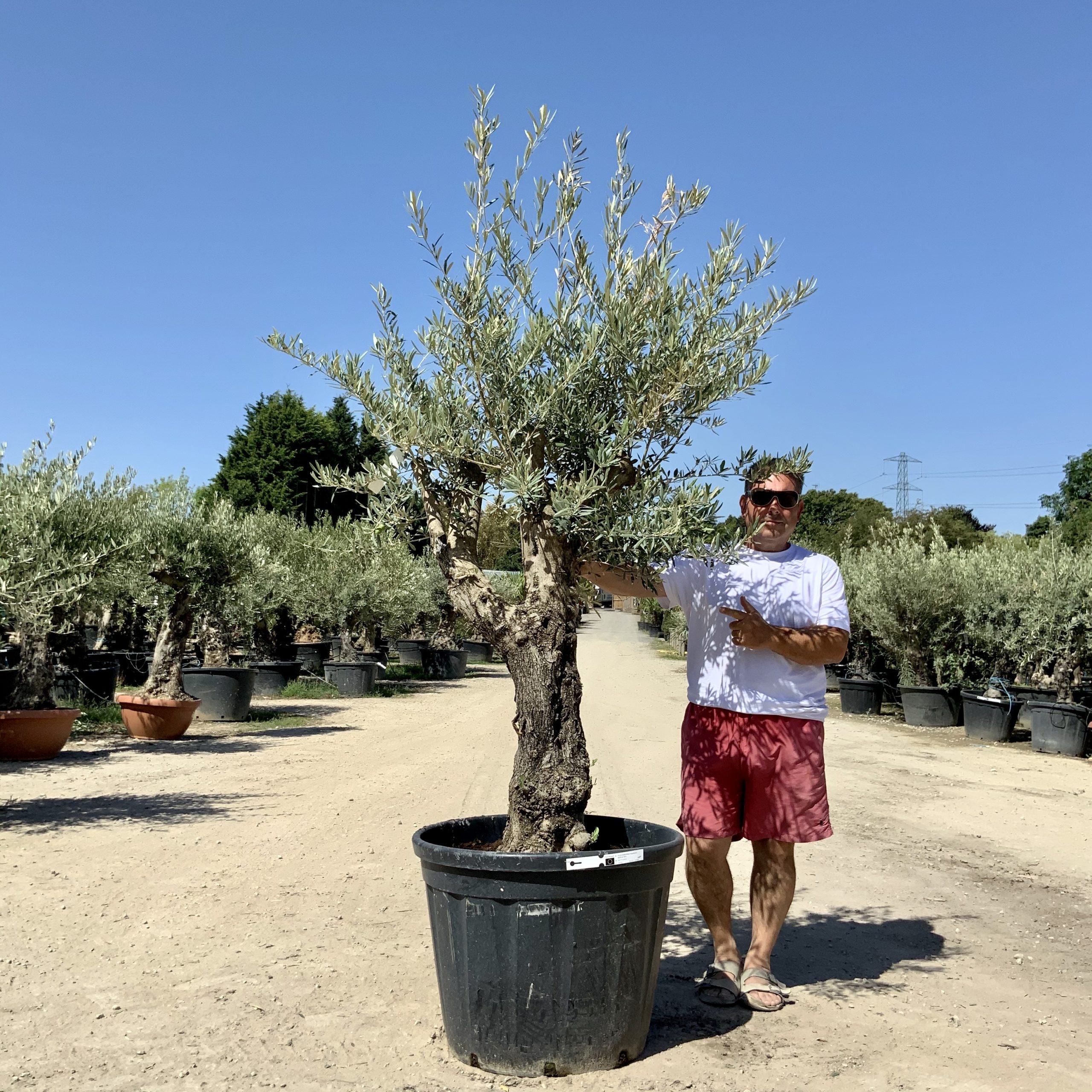 G58- Multi Stem Gnarled Ancient Olive Tree