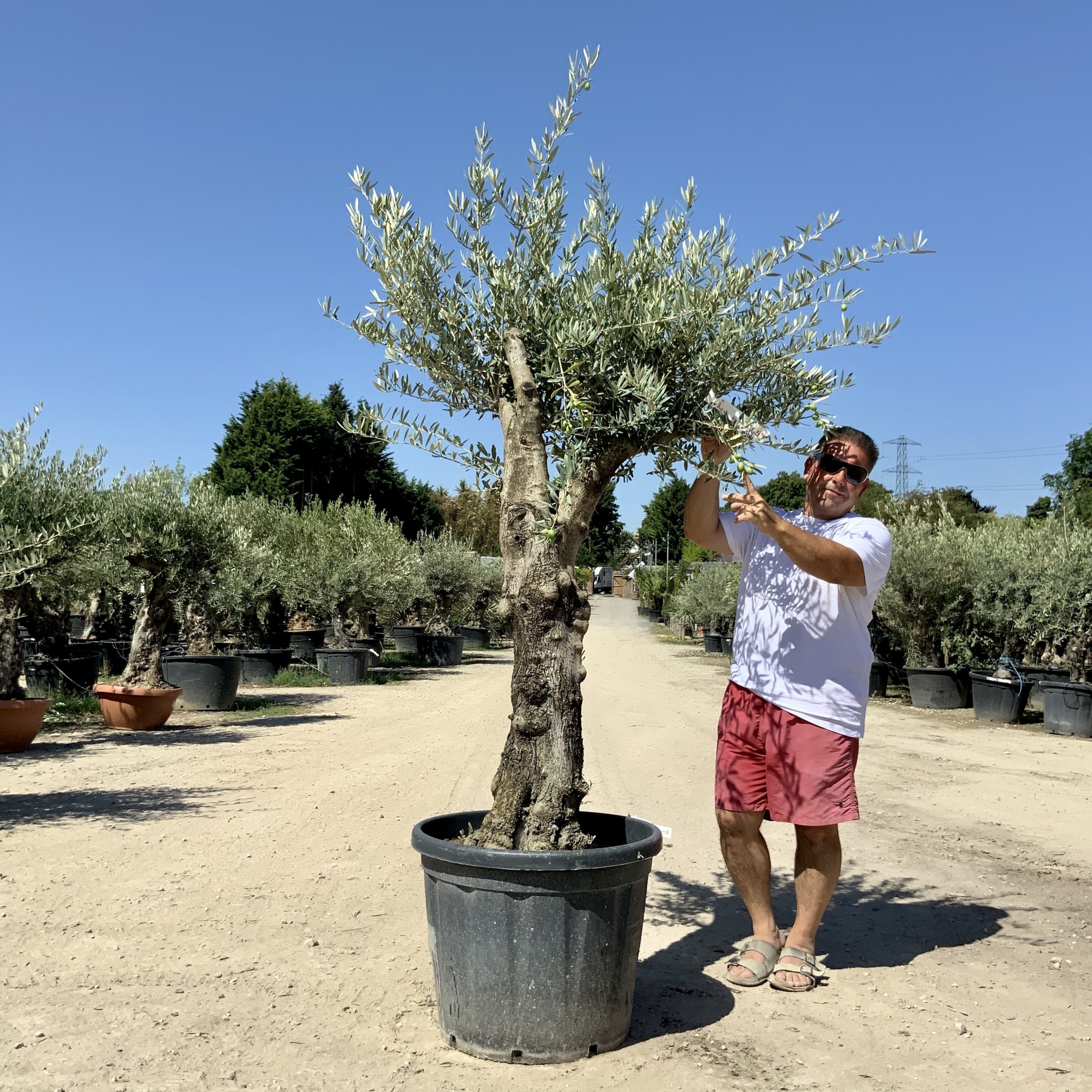 G59- Multi Stem Gnarled Ancient Olive Tree